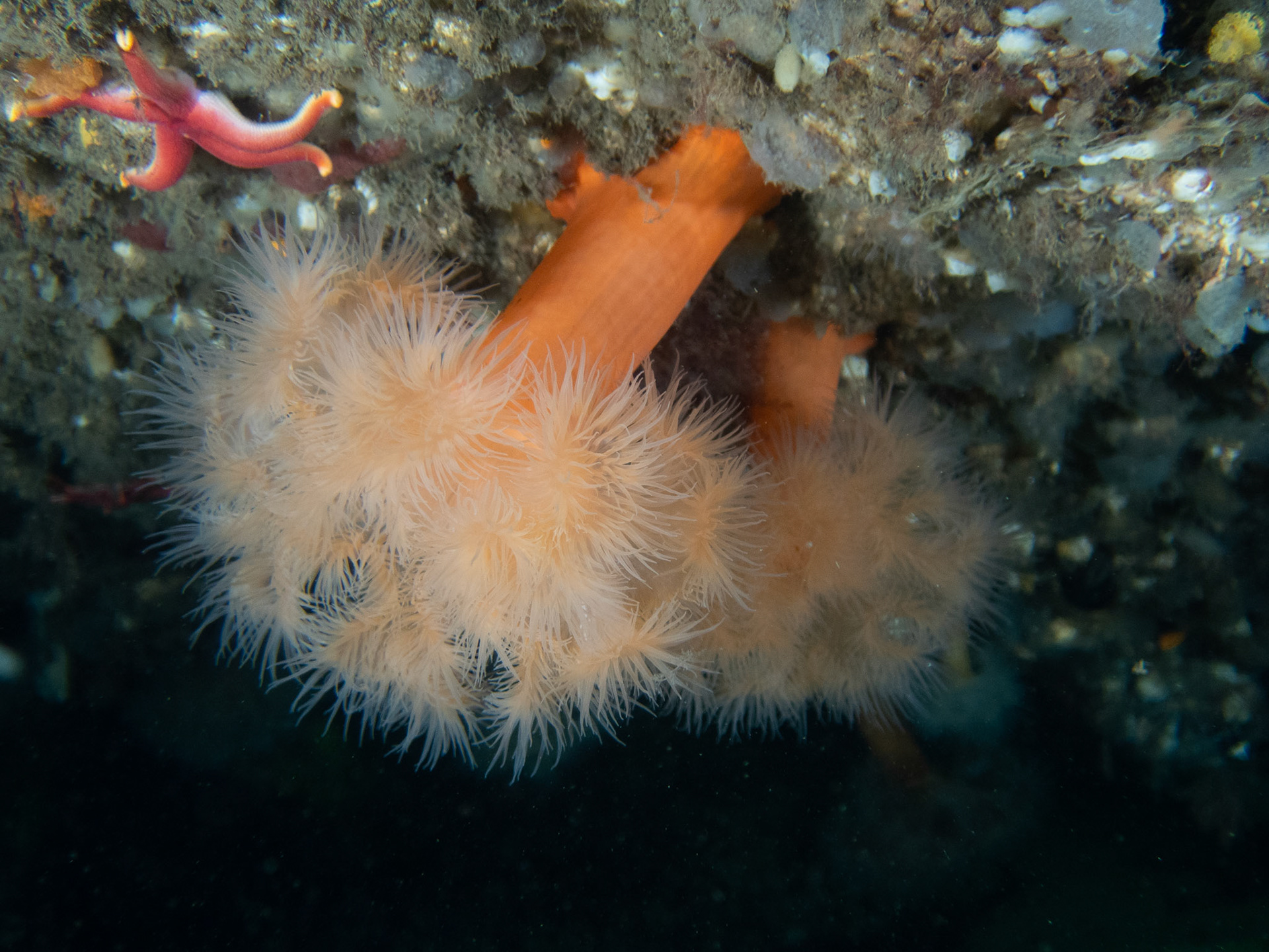 Frilled anemones