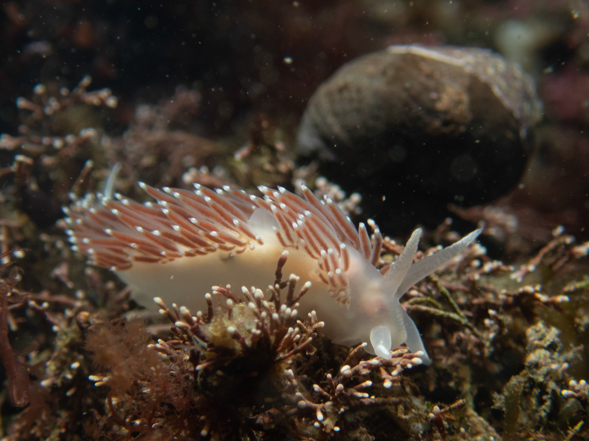 Flabellina verrucosa