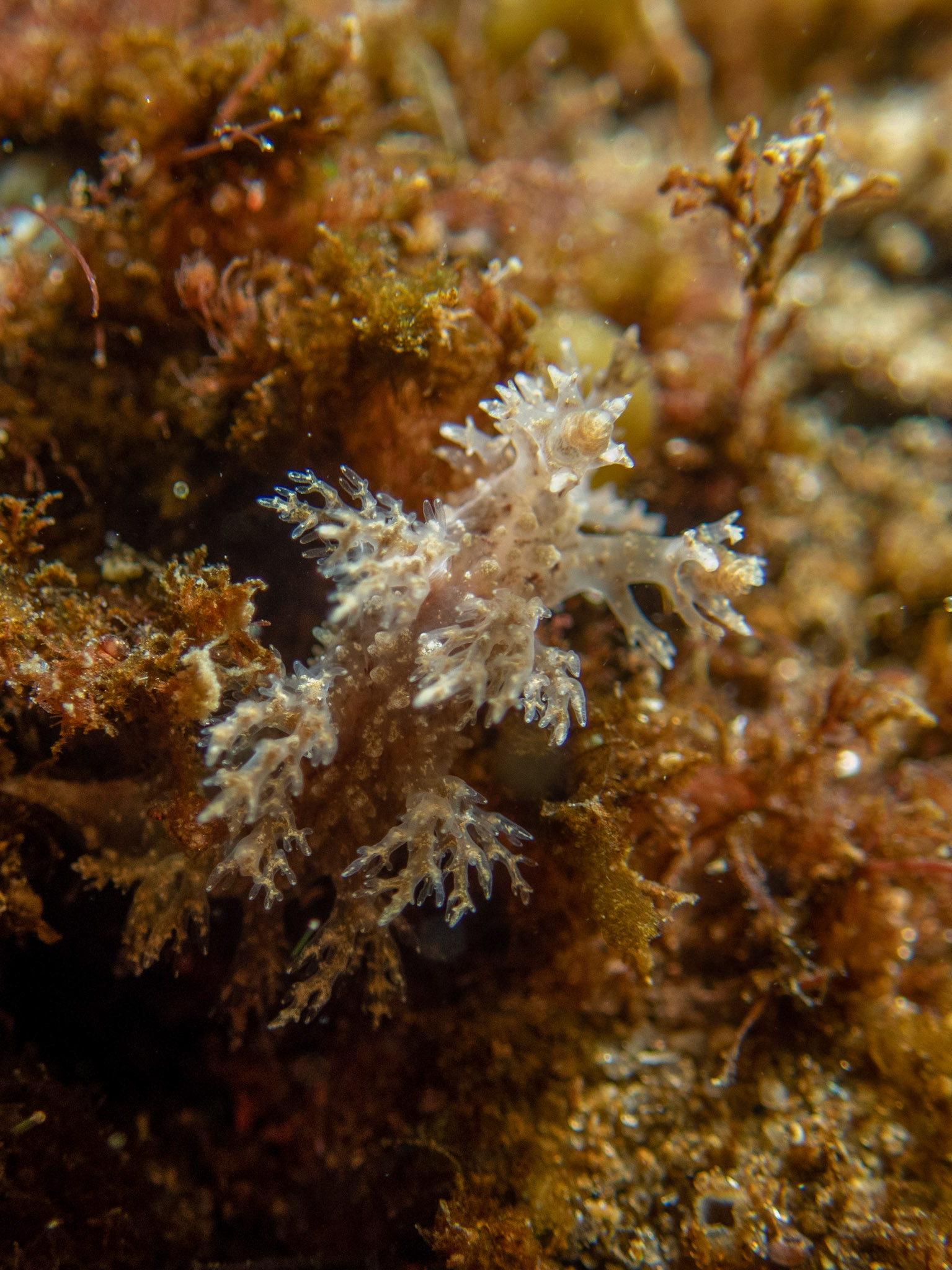 Dendronotus frondosus