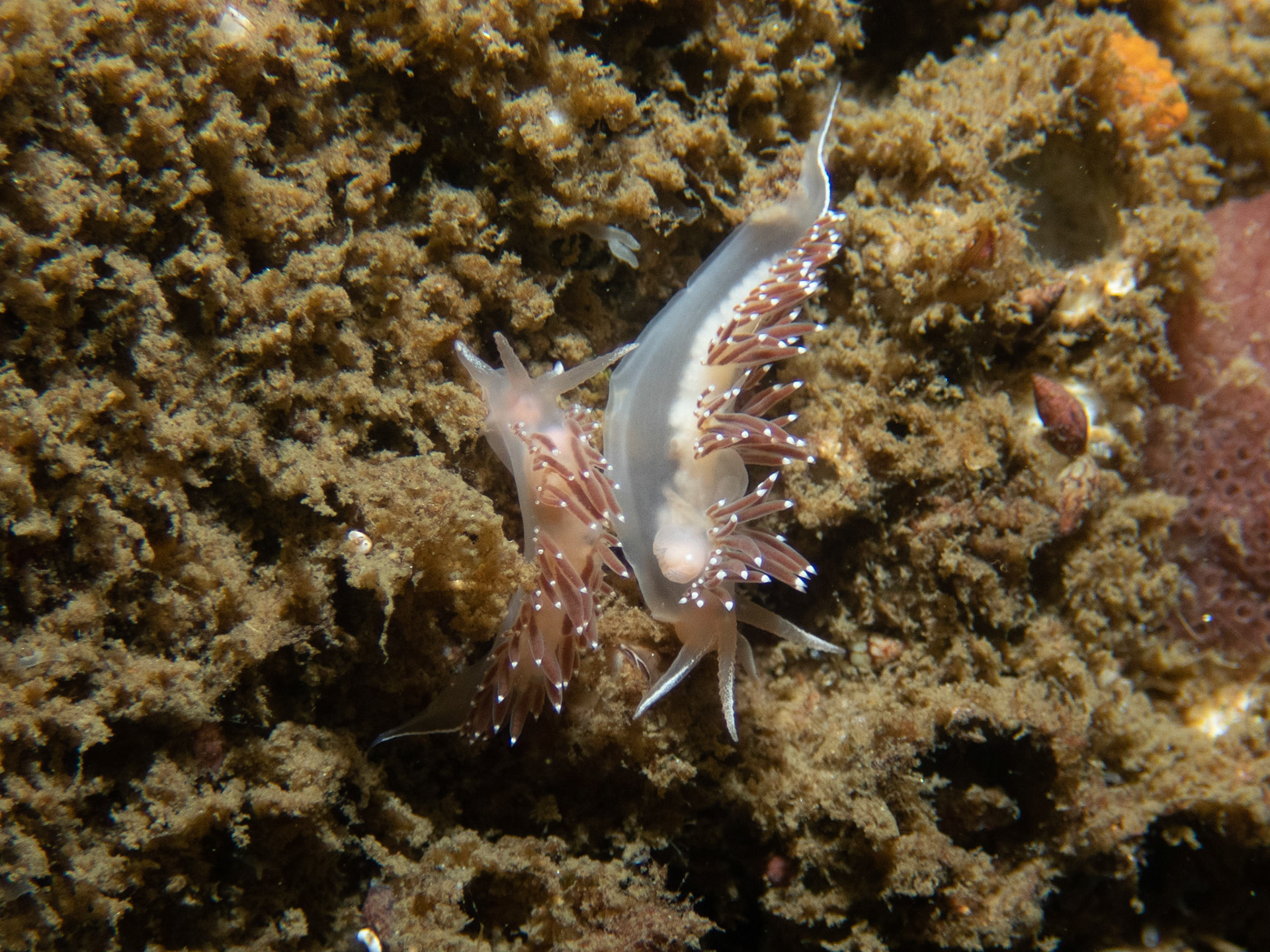 Pair of flabellina verrucosa likely about to mate