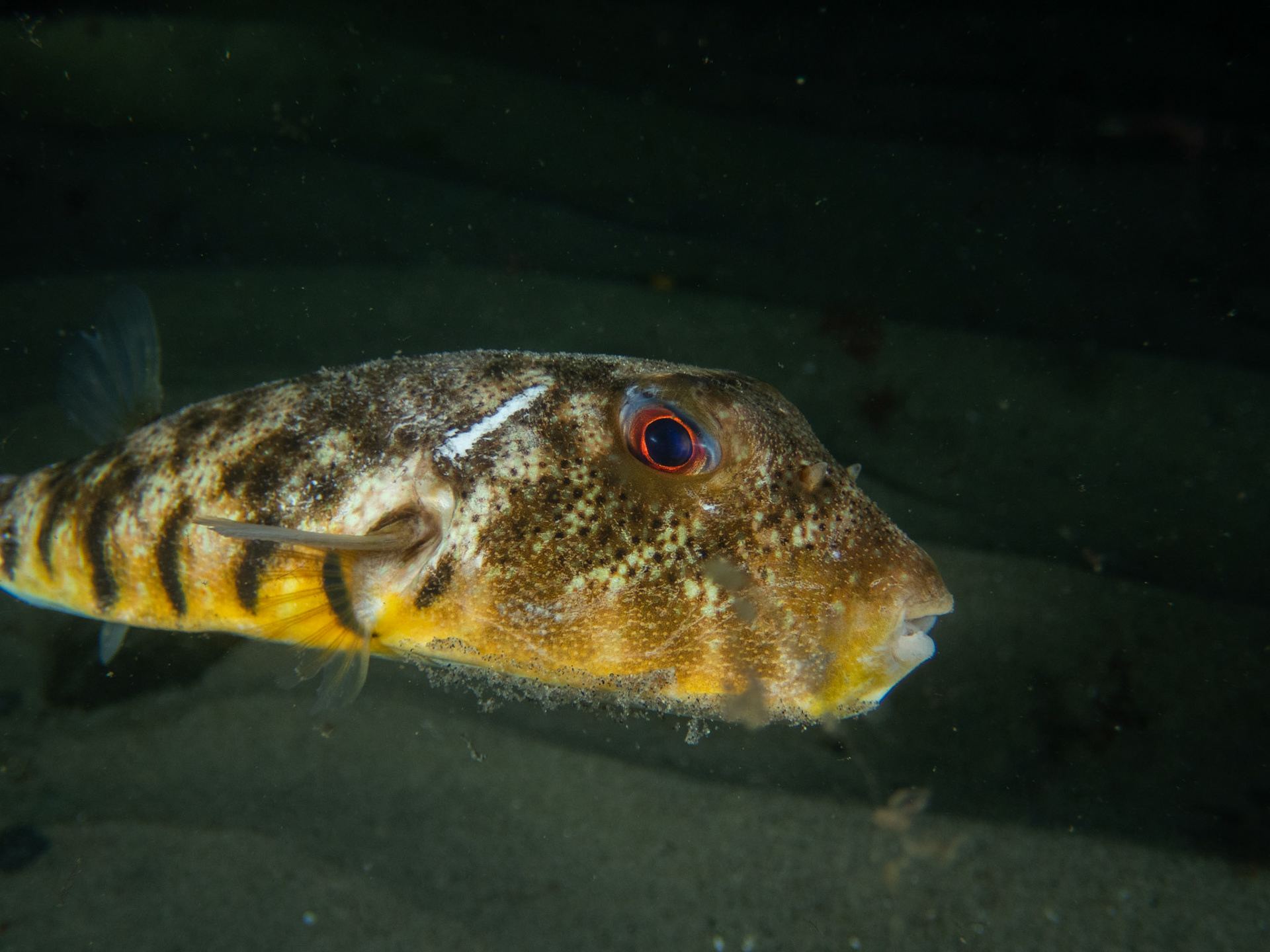 Northern Puffer looking a little grumpy...