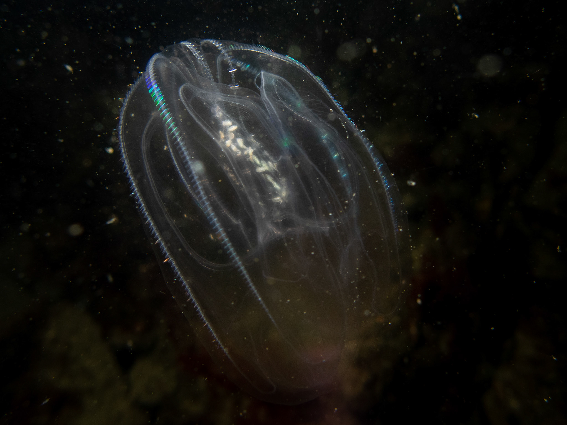 Comb jelly