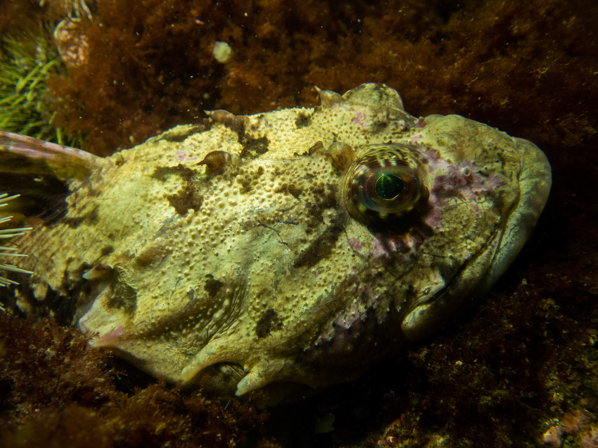 Shorthorn Sculpin