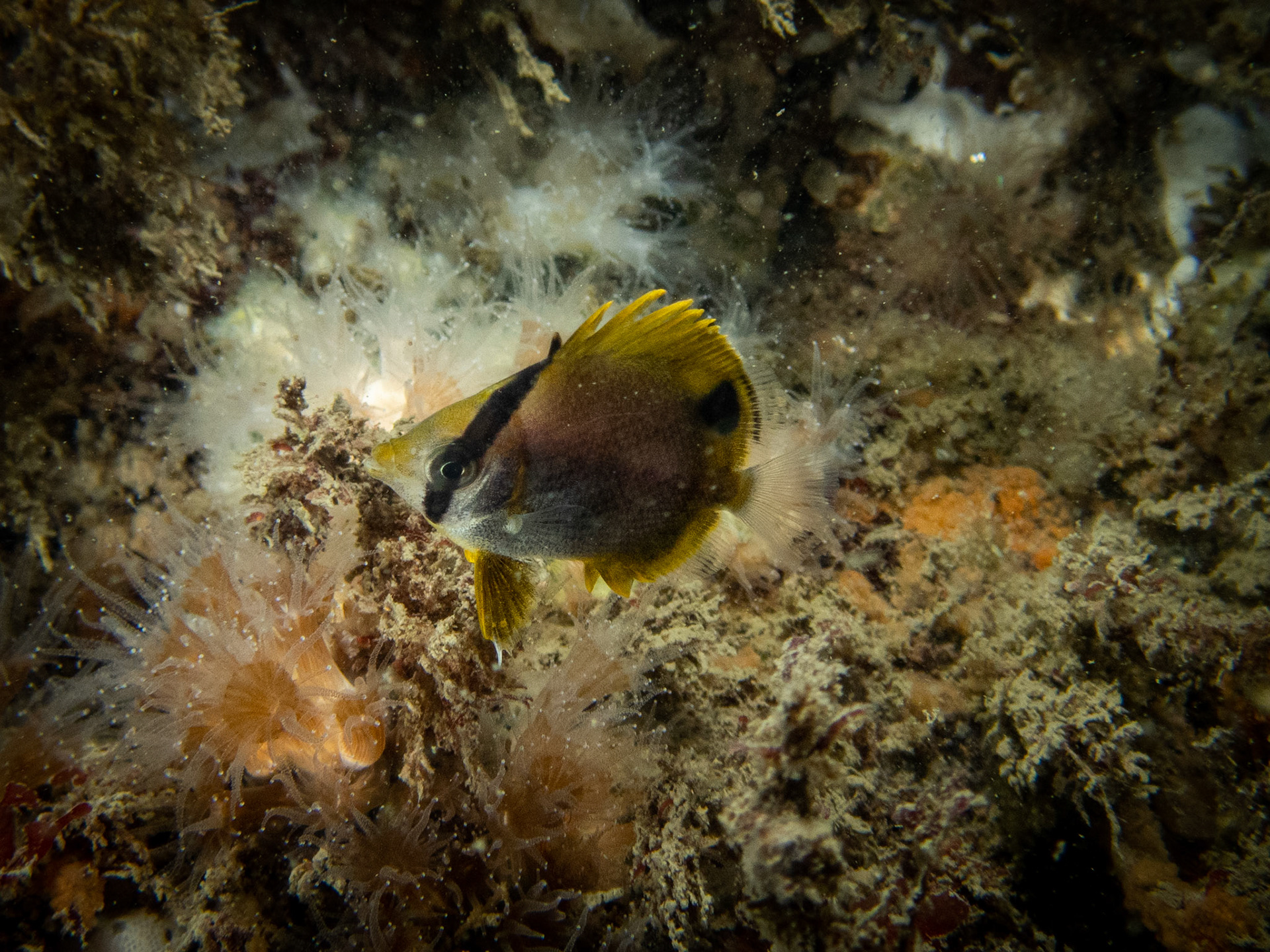 Spotfin butterflyfish