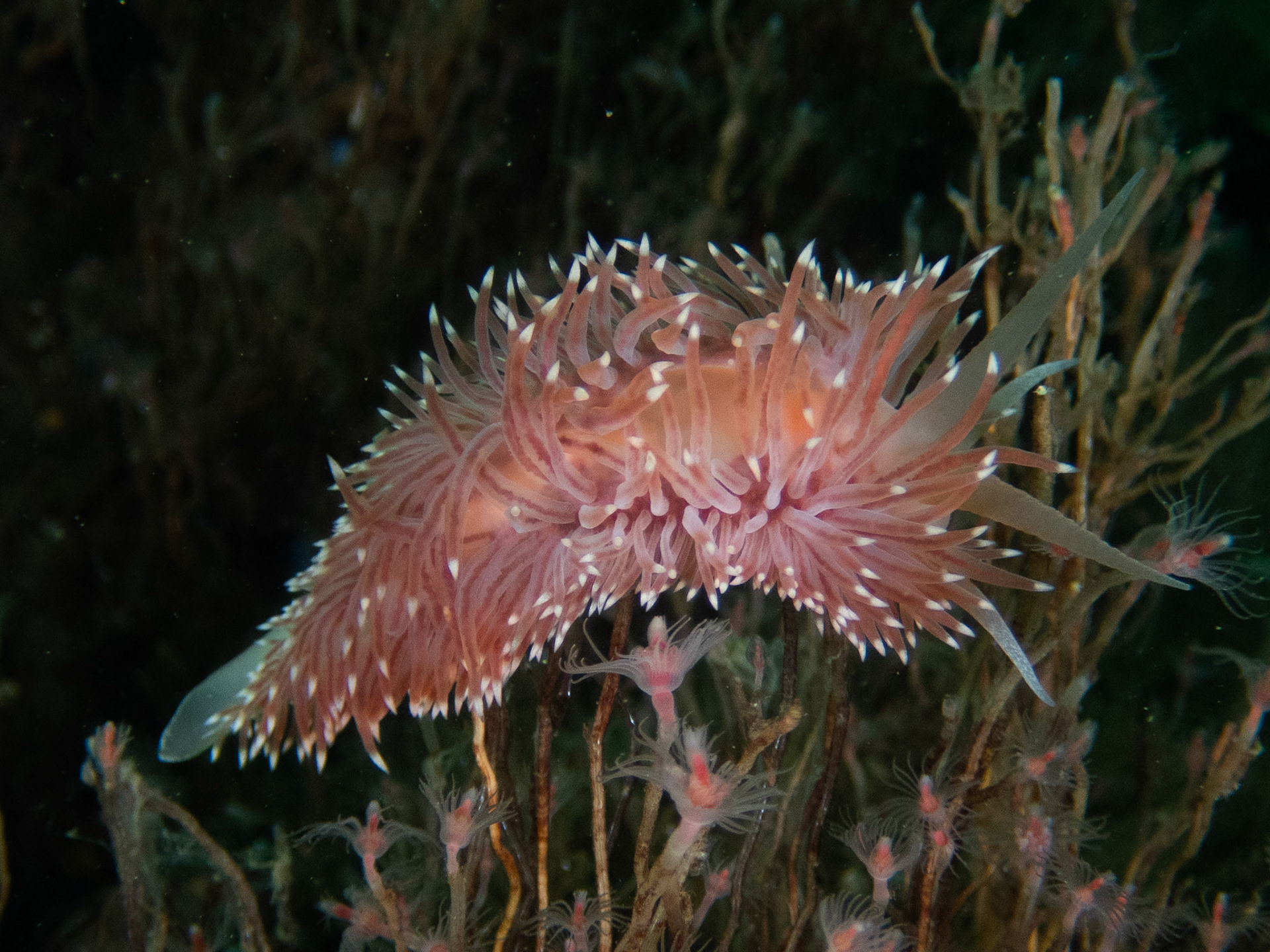 Large Flabellina verilli