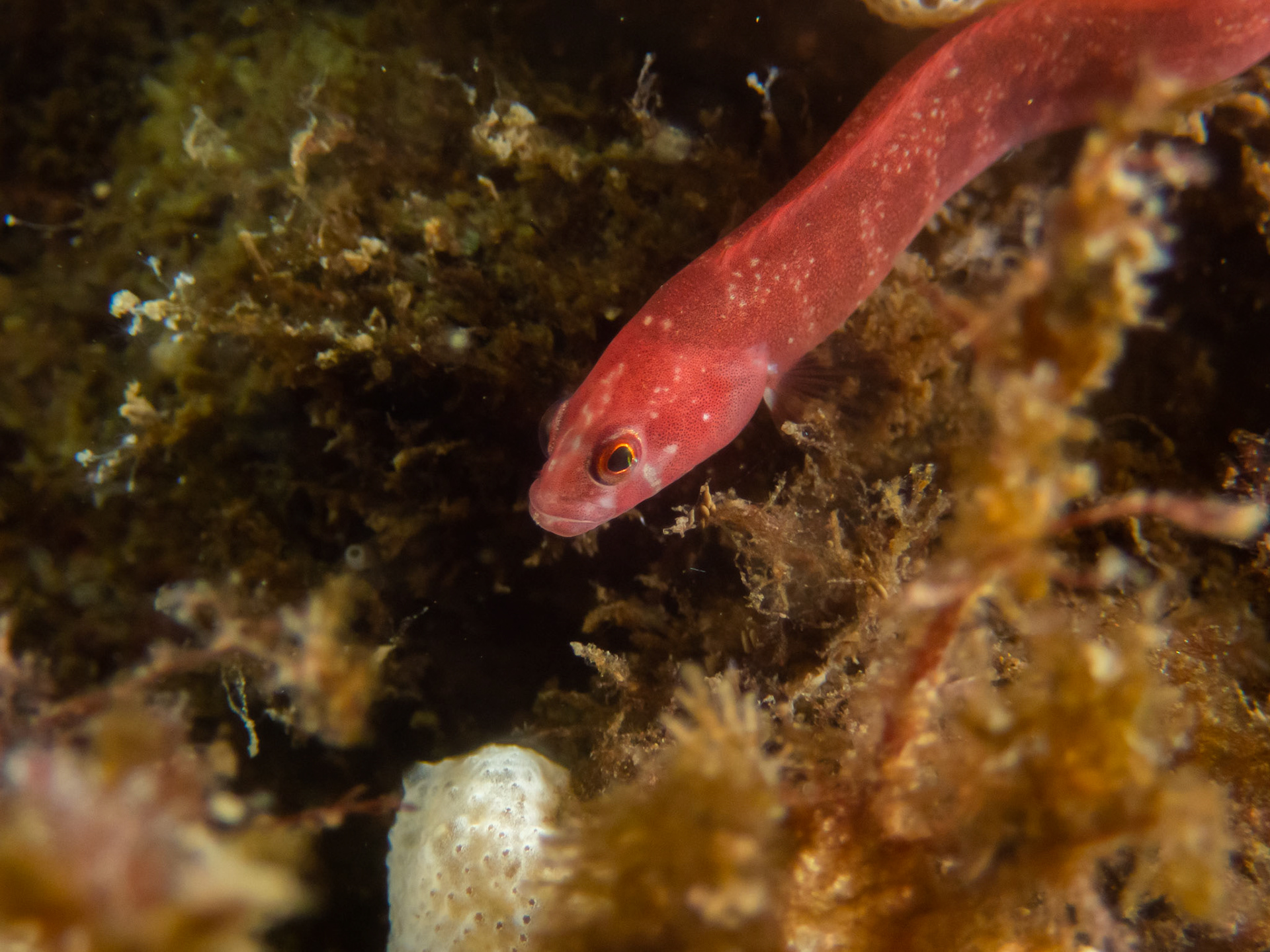 Tiny Rock Gunnel