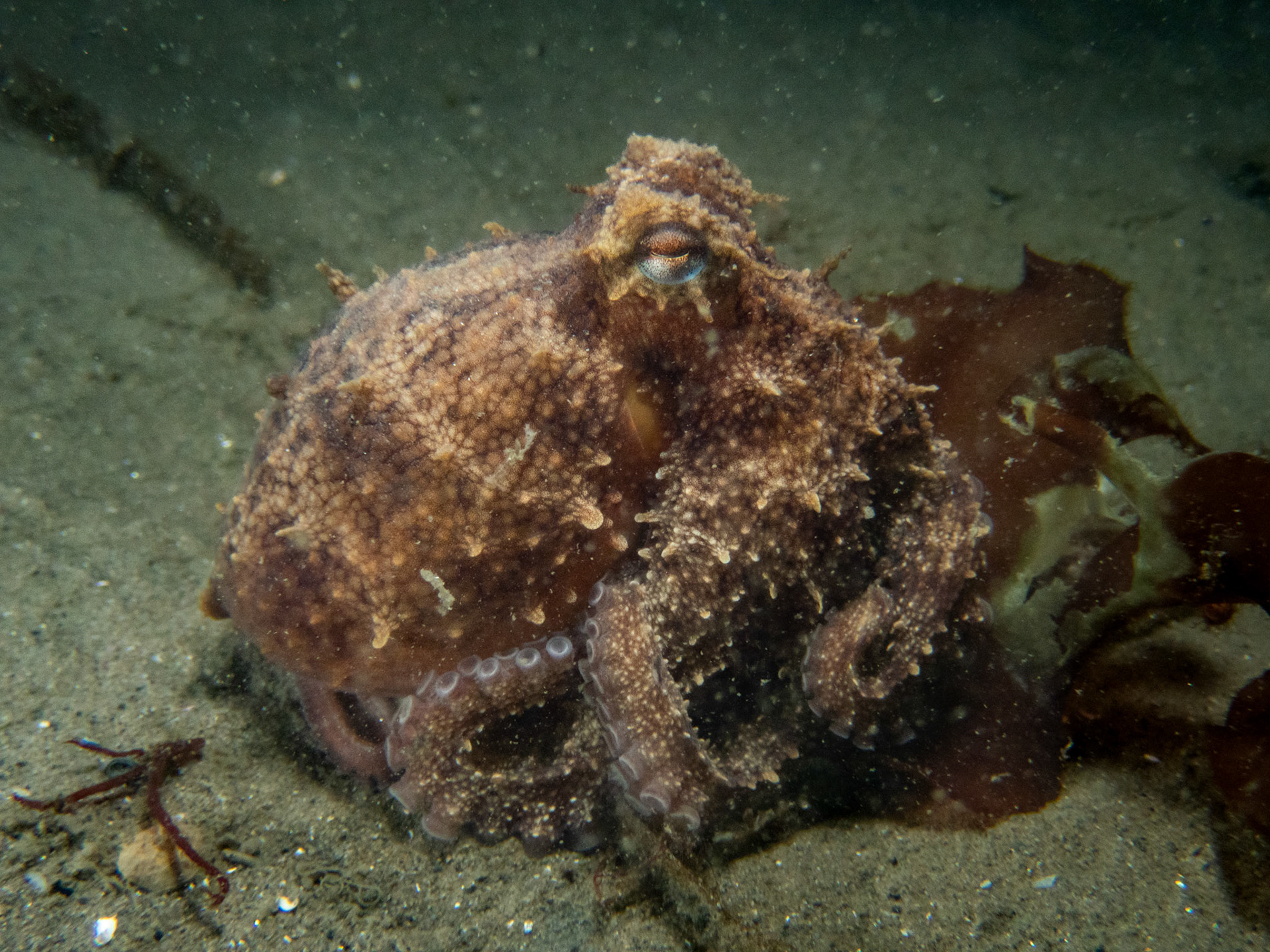 Posing little octopus