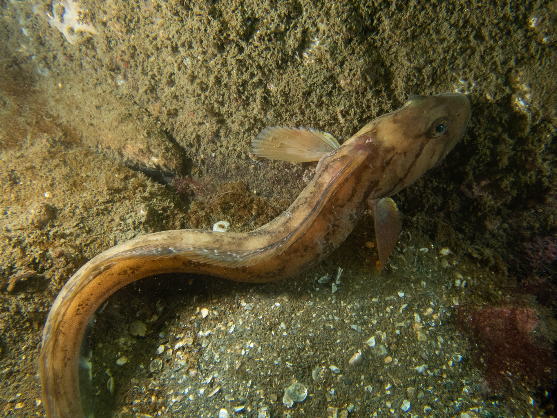 Ocean pout