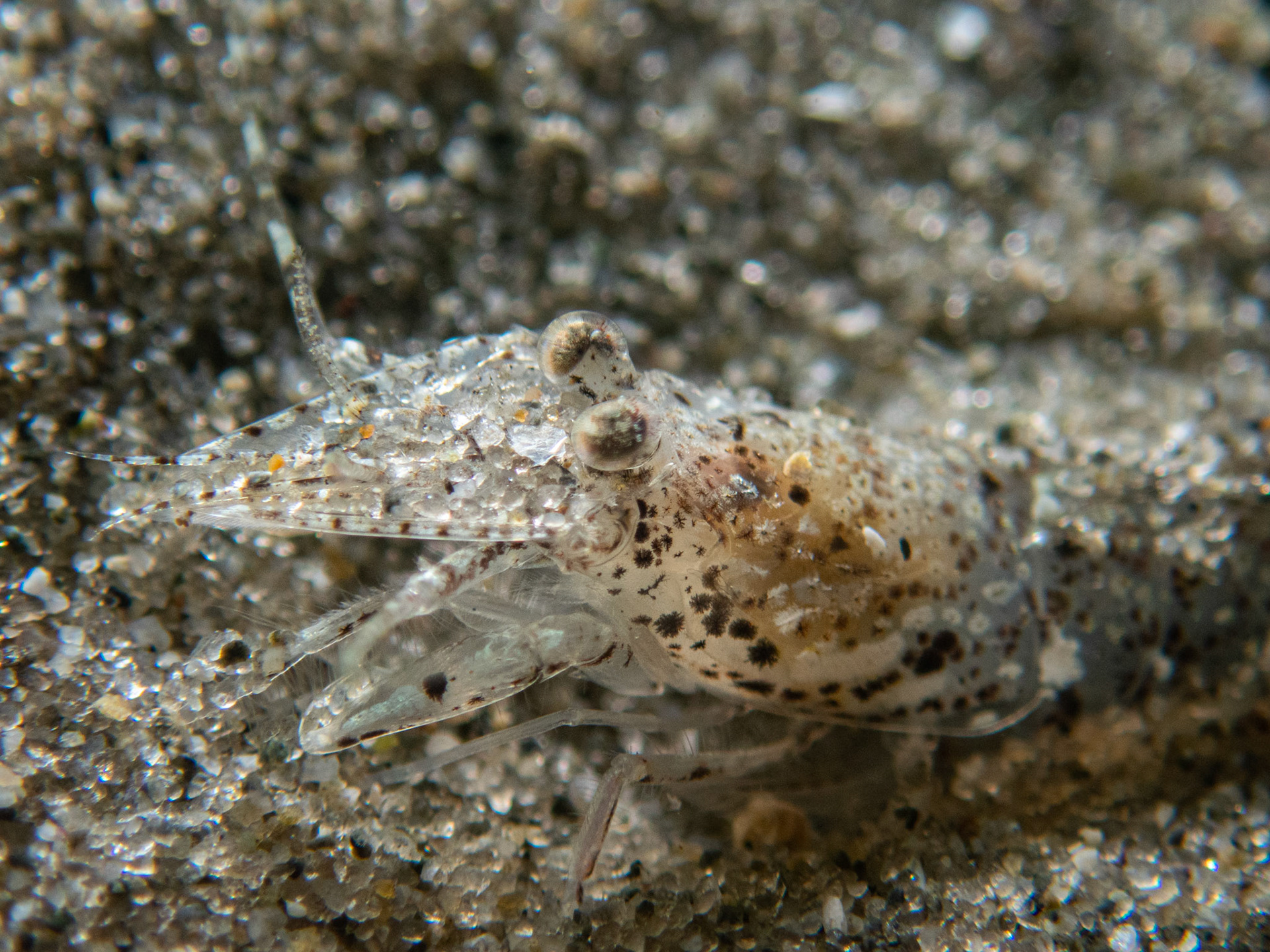 Sand shrimp