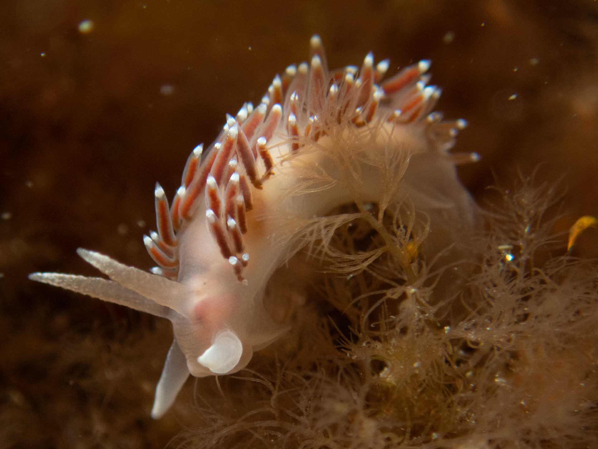 Flabellina verucosa