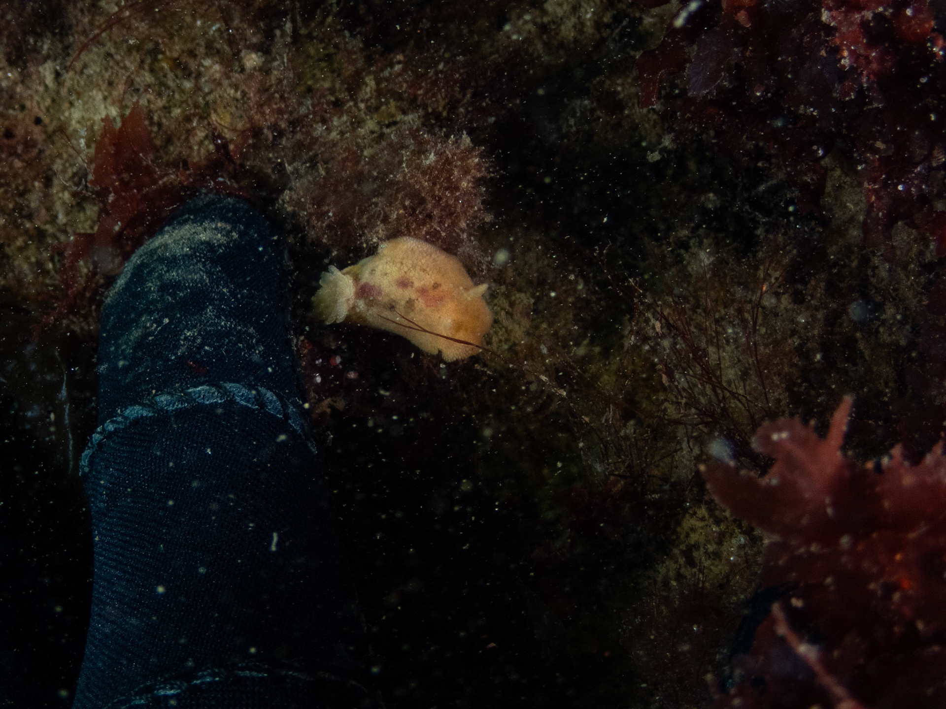 Tiny sea lemon