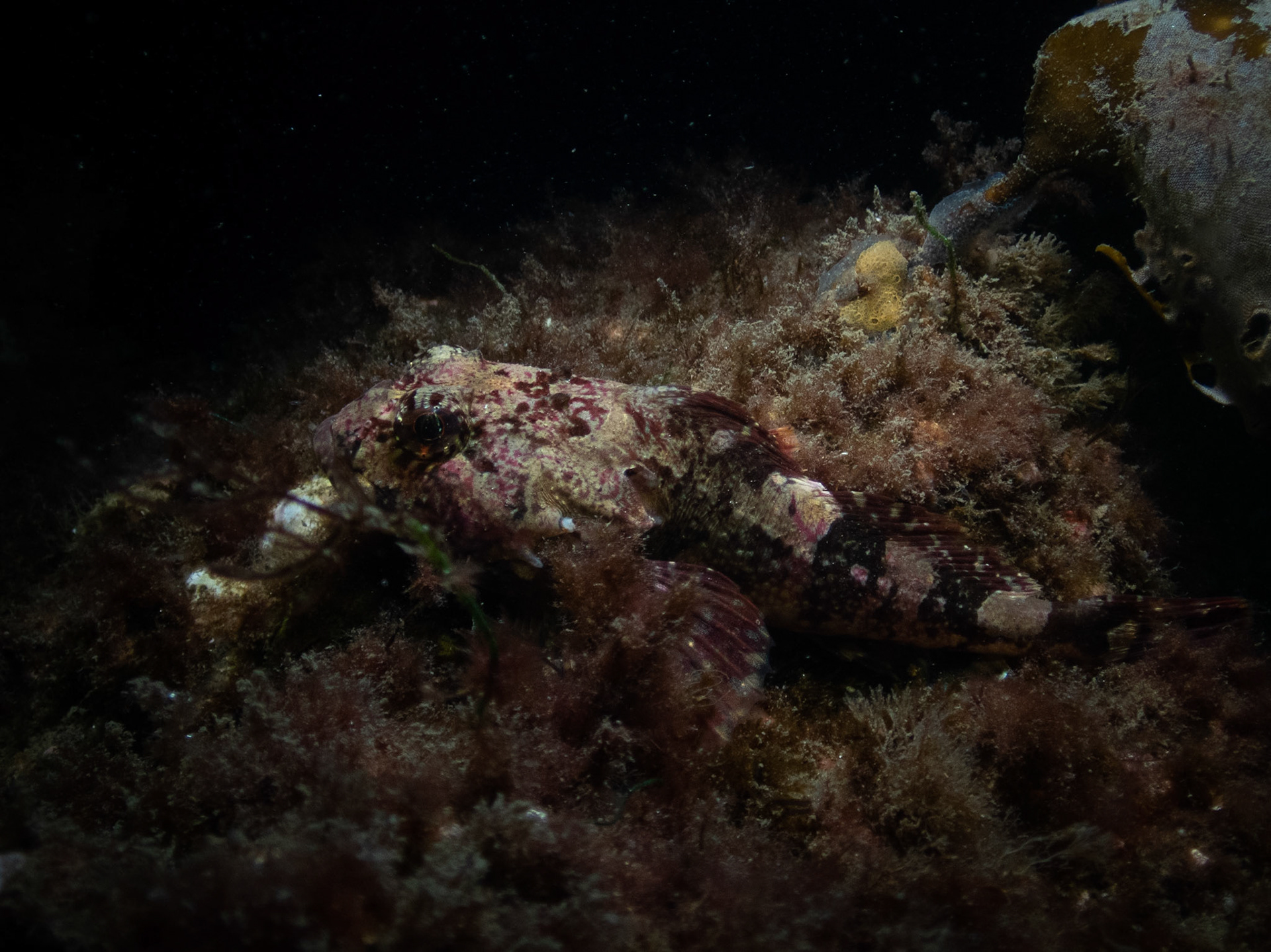 Grubby sculpin