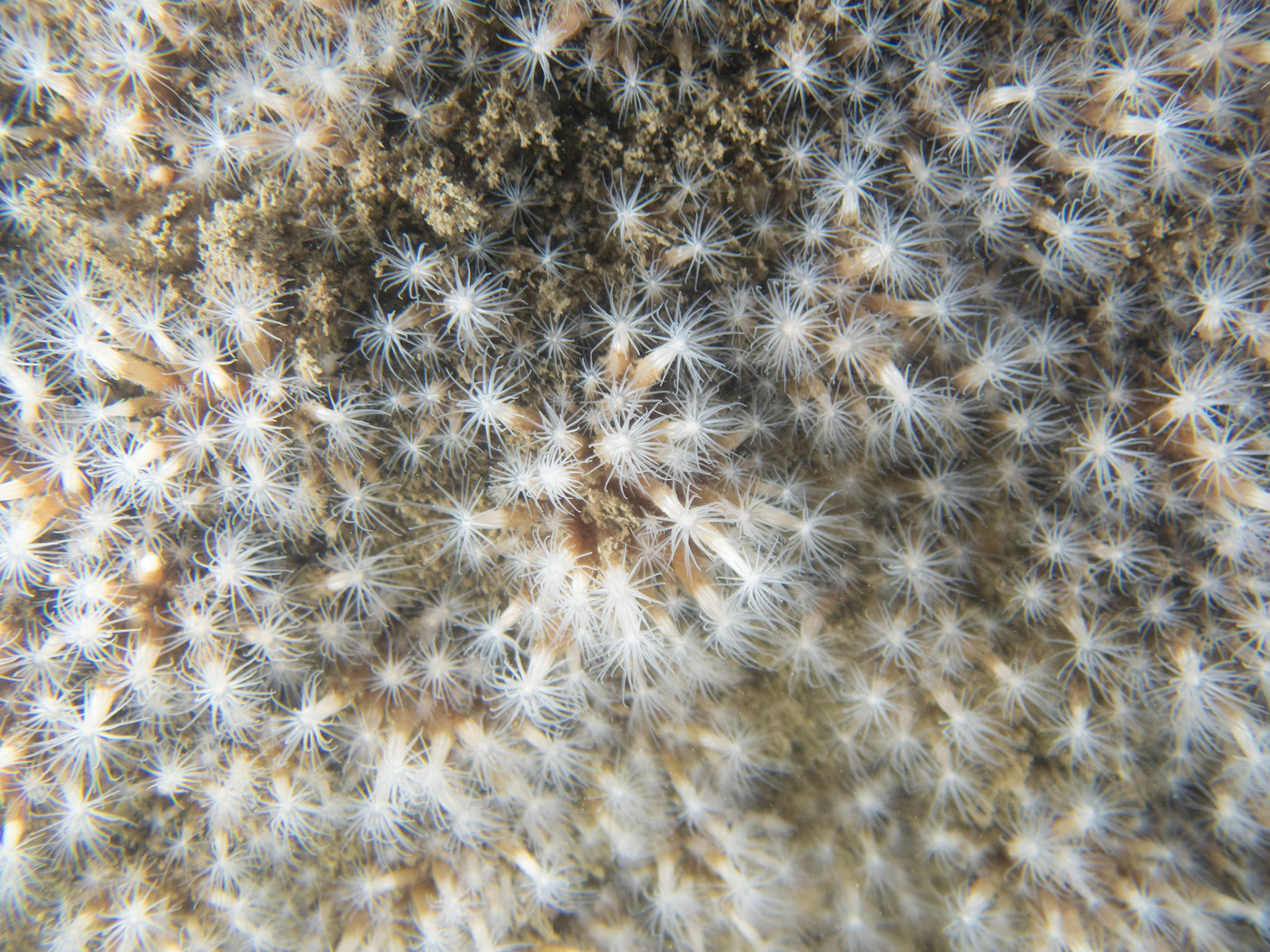 Cluster of lined anemones