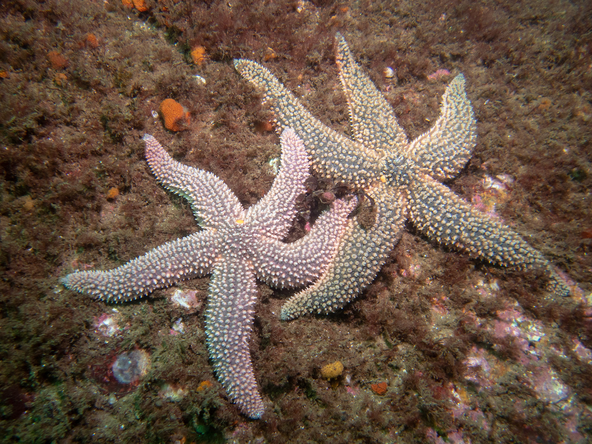 Pair of Forbes Sea Stars