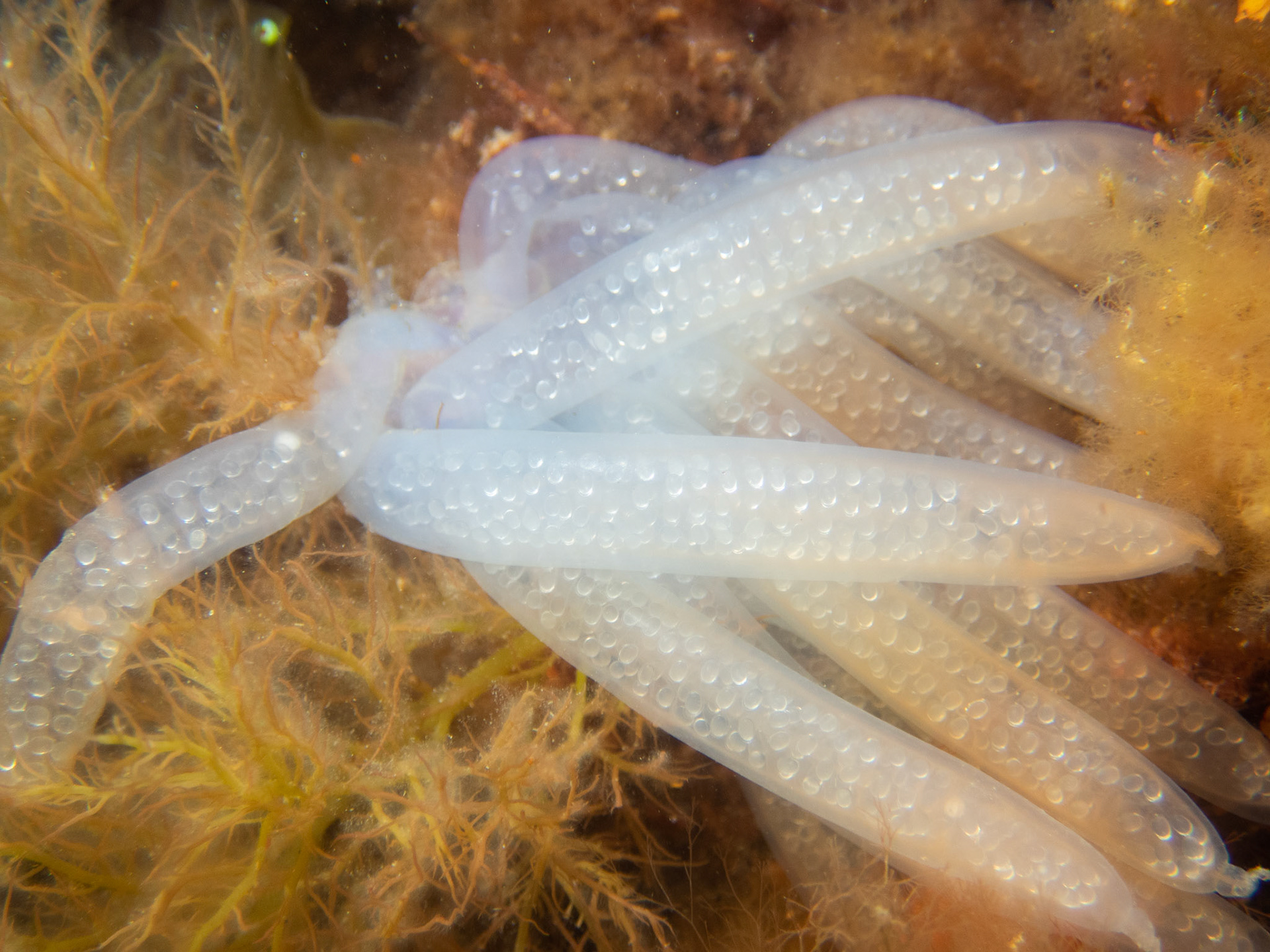 Squid eggs