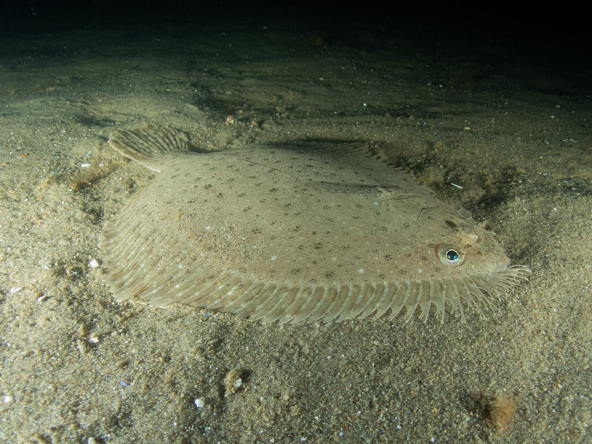 Windowpane Flounder
