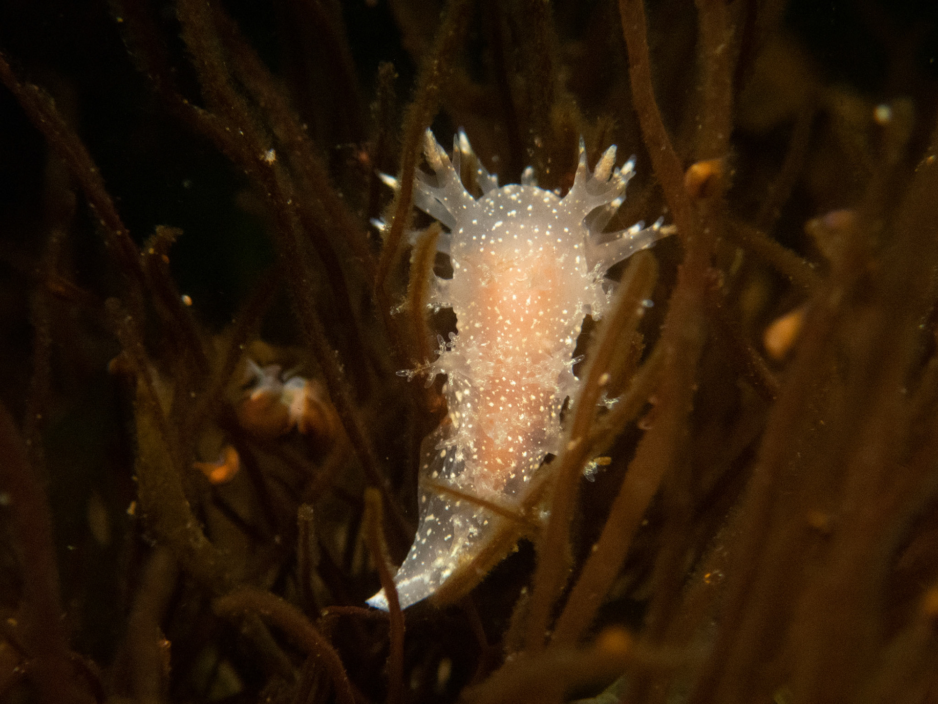 Not sure on the species