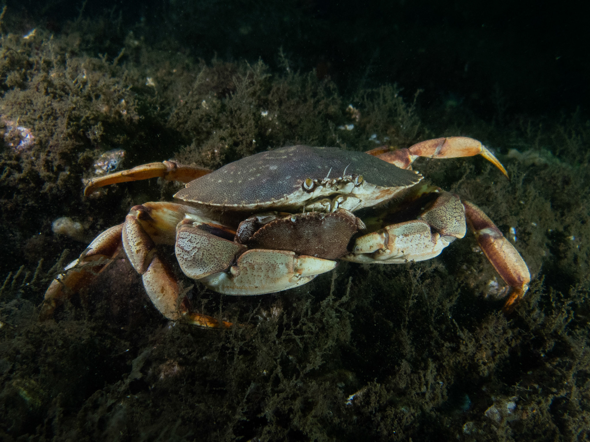 Rock crab holding onto his mate until she molts