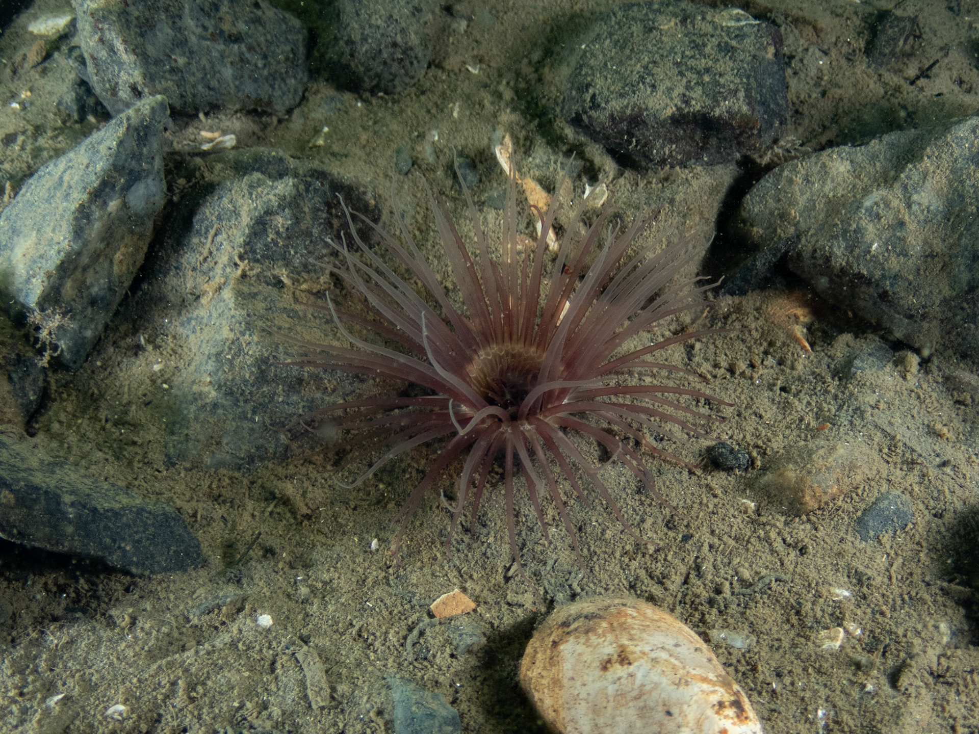 Northern cerianthid