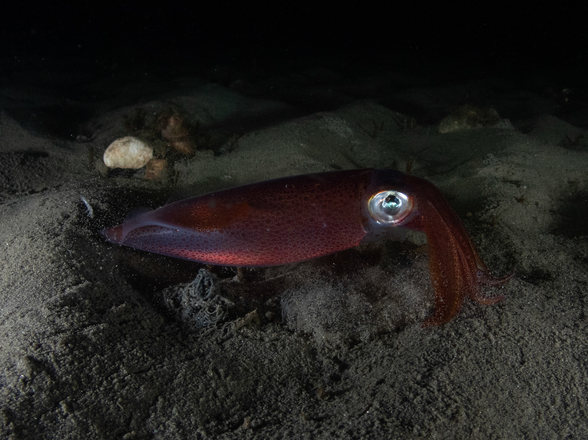 Squiddy
