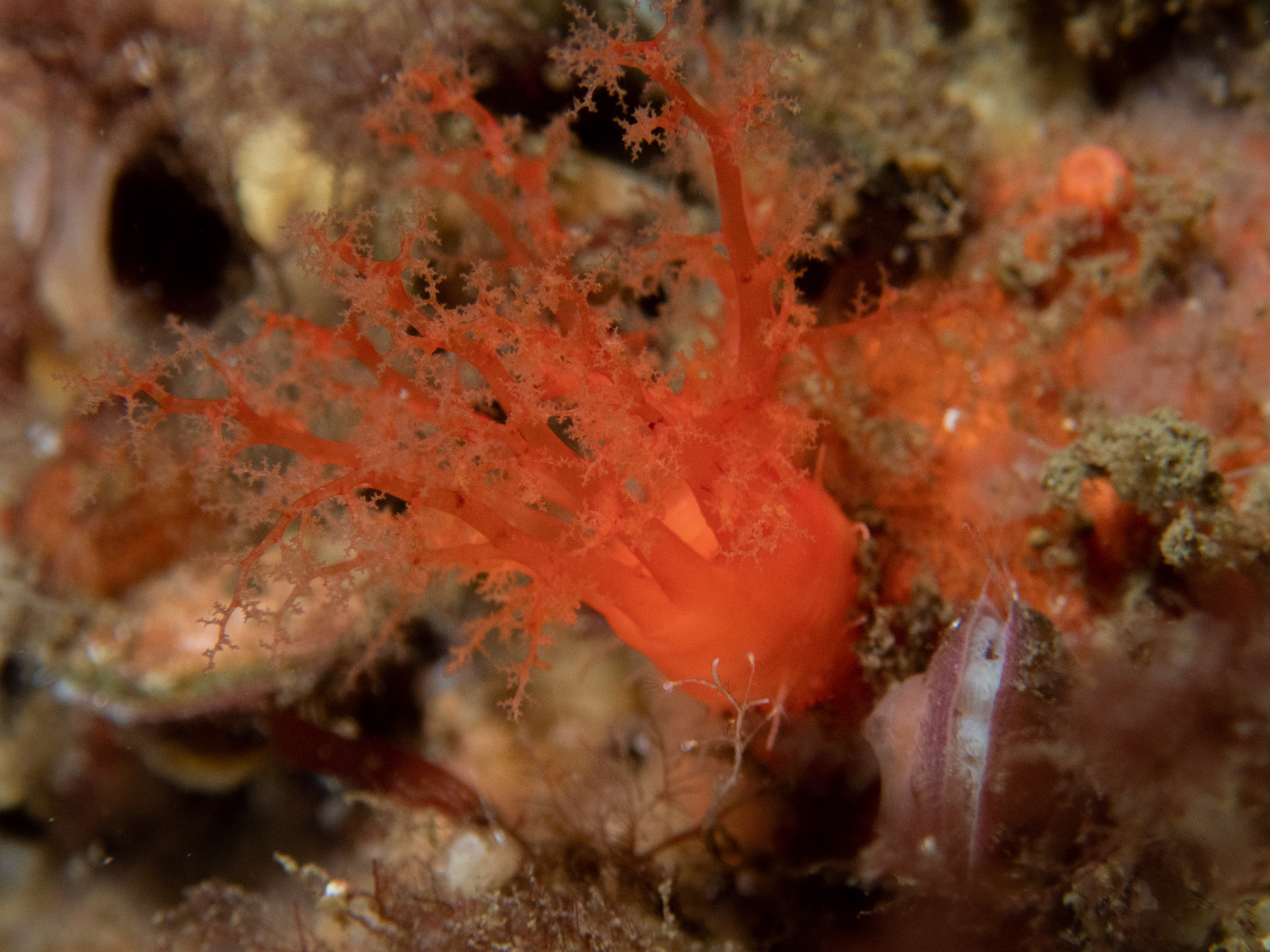 Scarlet Psolus feeding