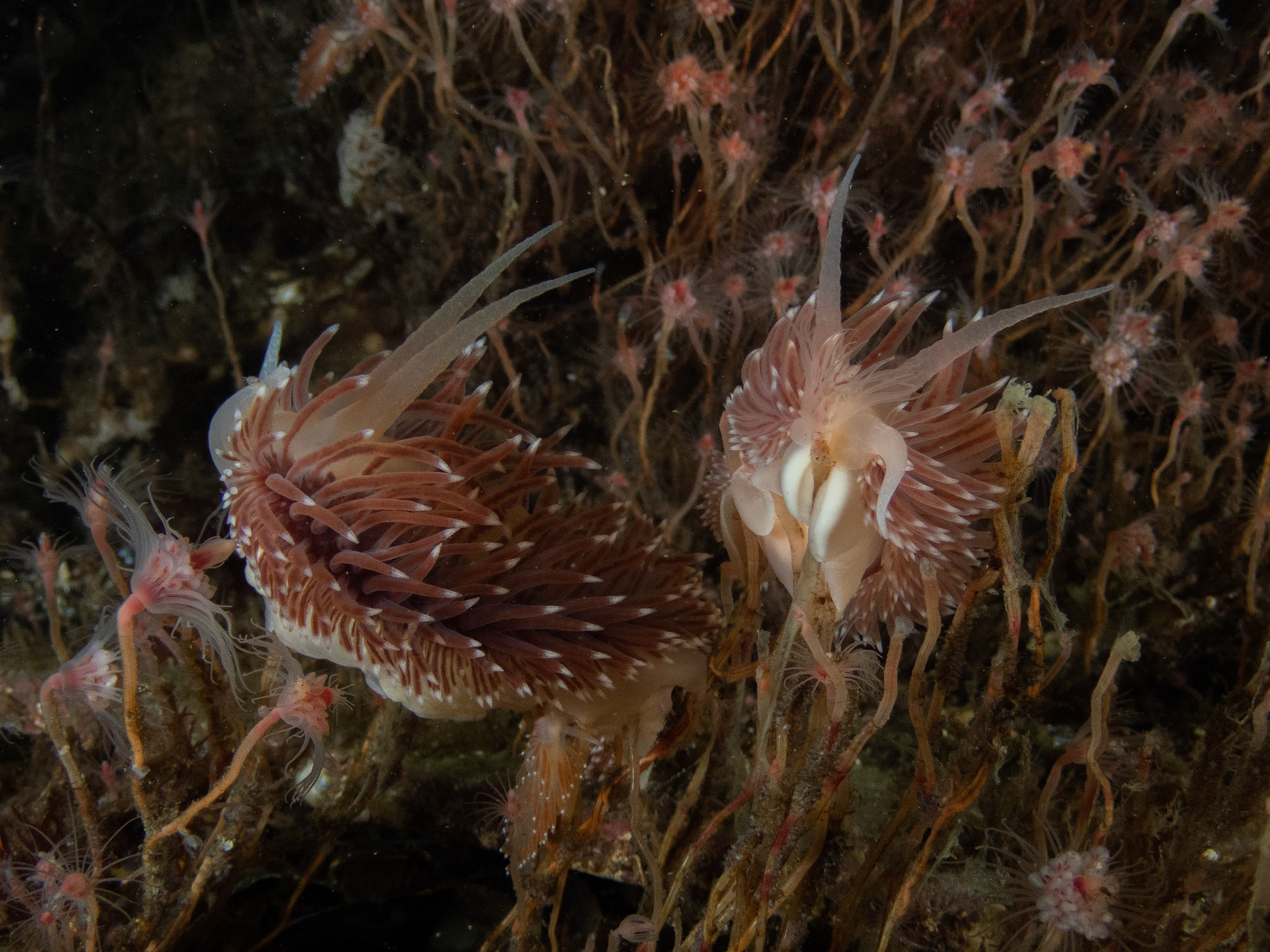 Flabellina verrillis in the foreground, a few Flabellina verrucosa in the background