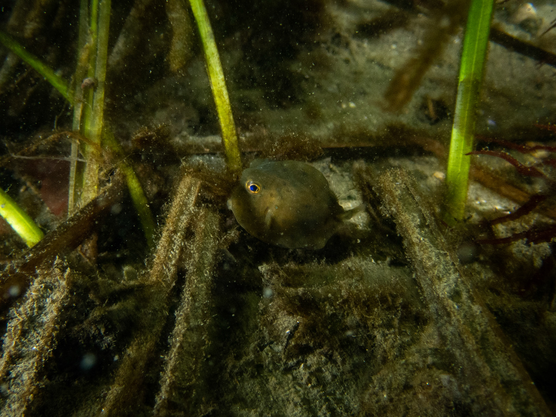 Juvenile boxfish