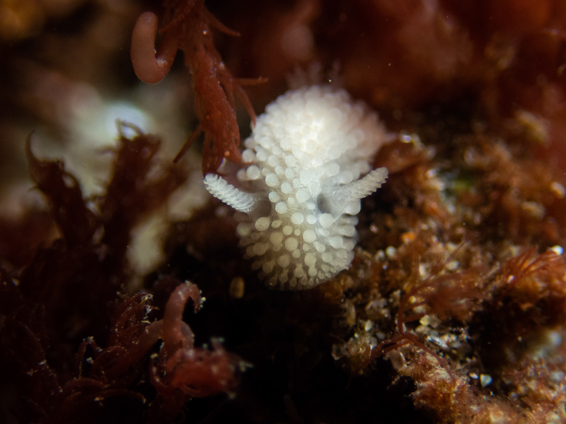 Onchidoris muricata