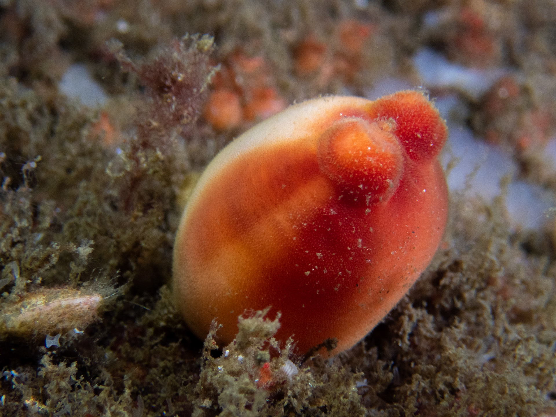 Sea Peach