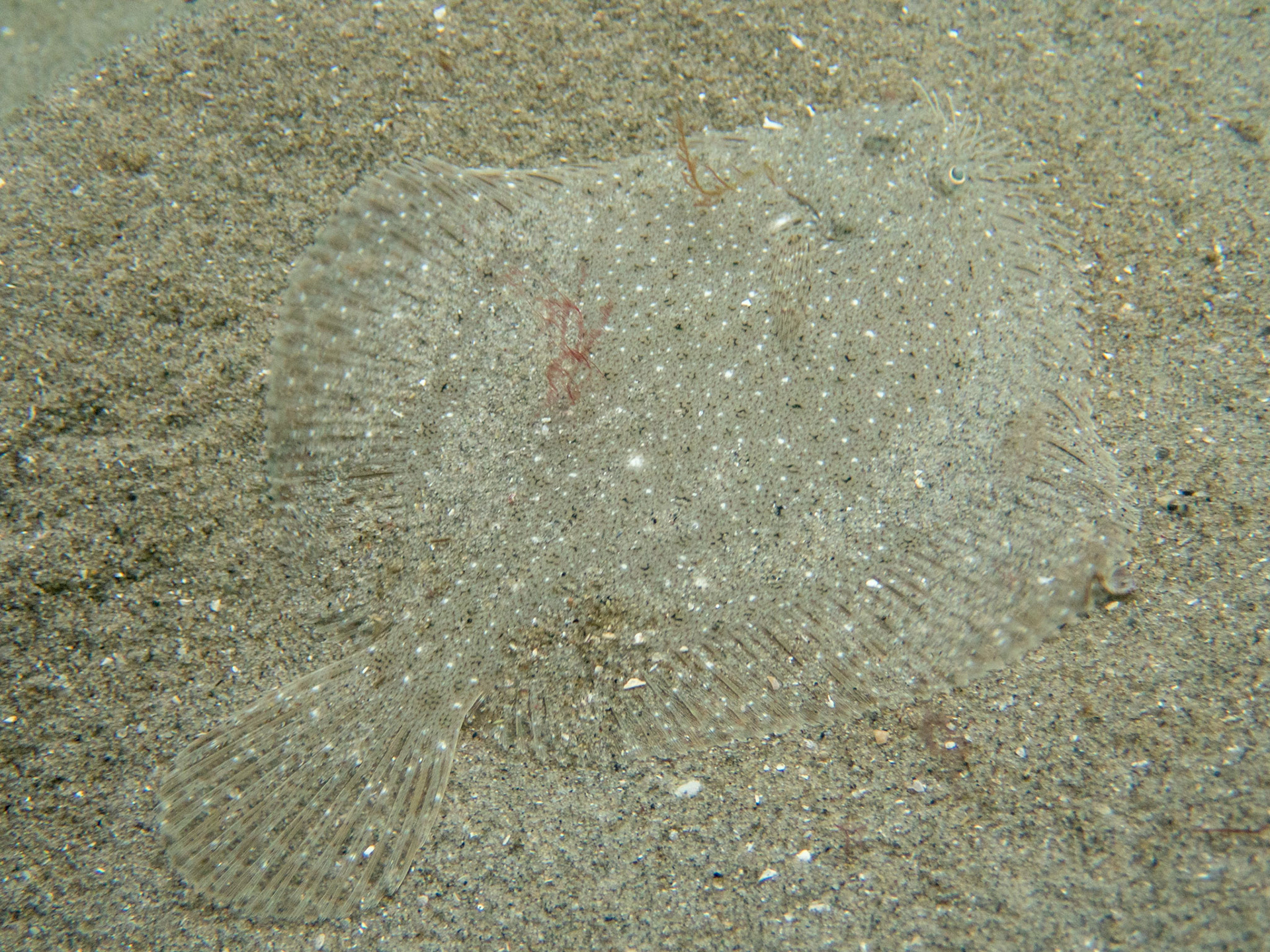 Windowpane flounder