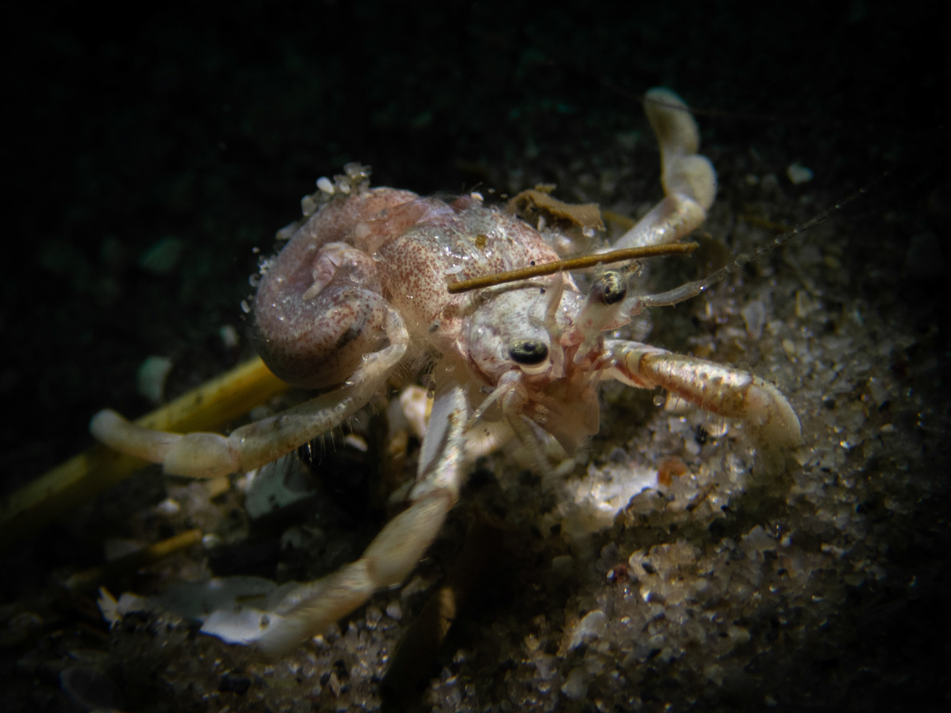 Naked hermit crab