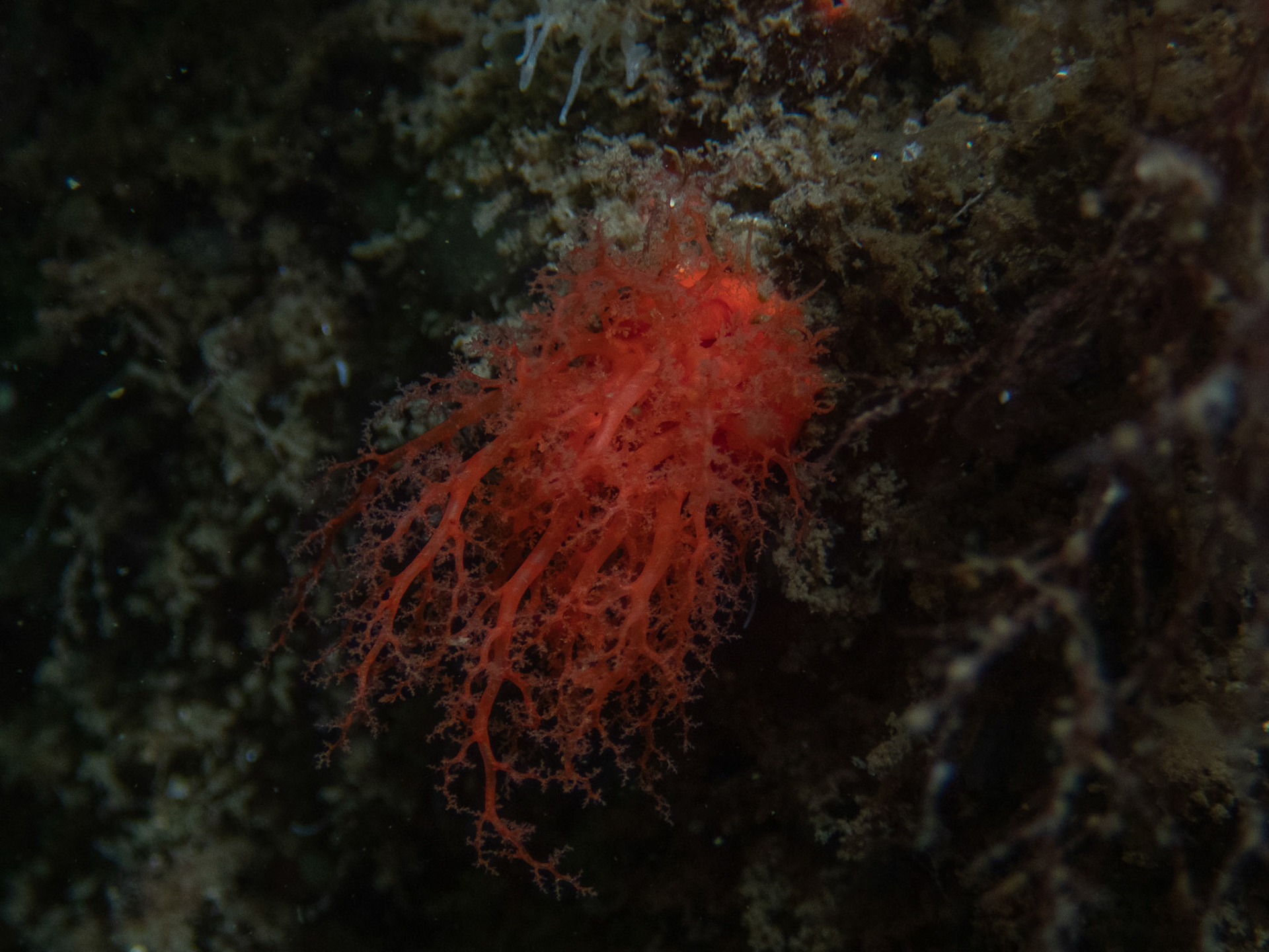 Scarlet Psolus
