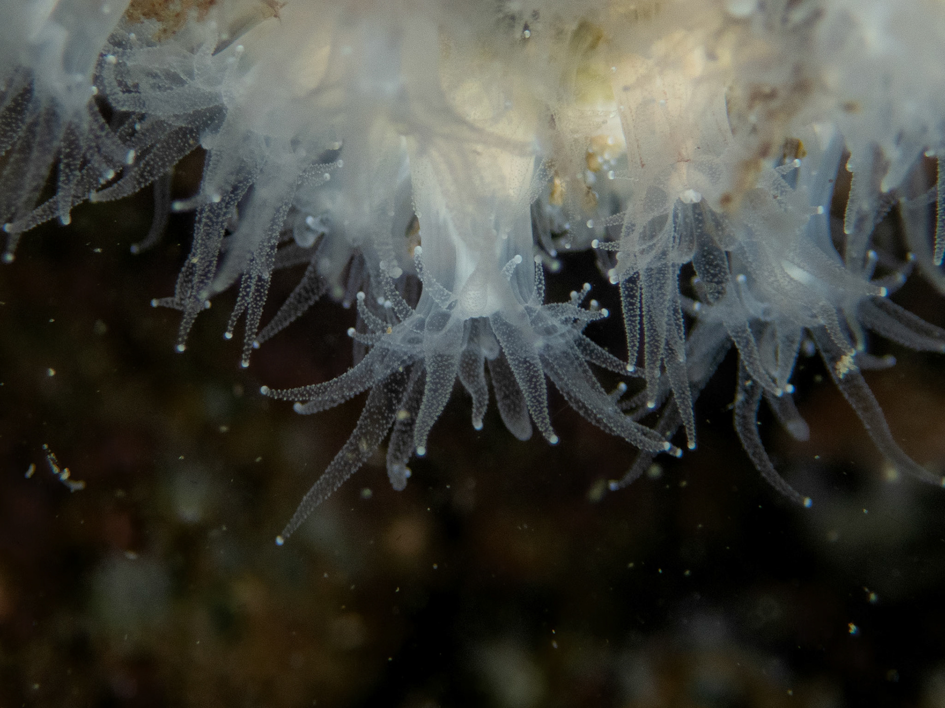 Northern star coral