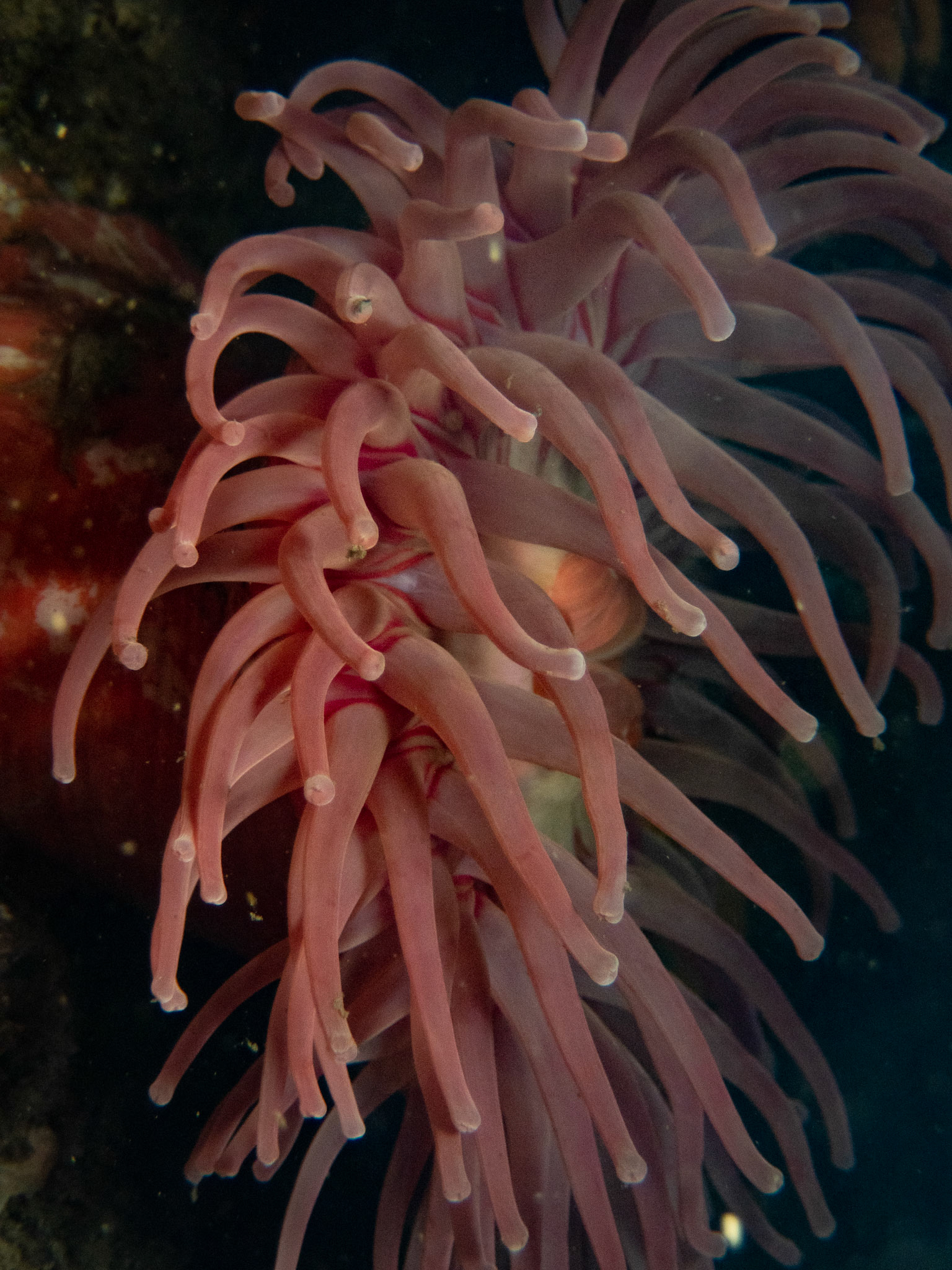 Northern red anemone