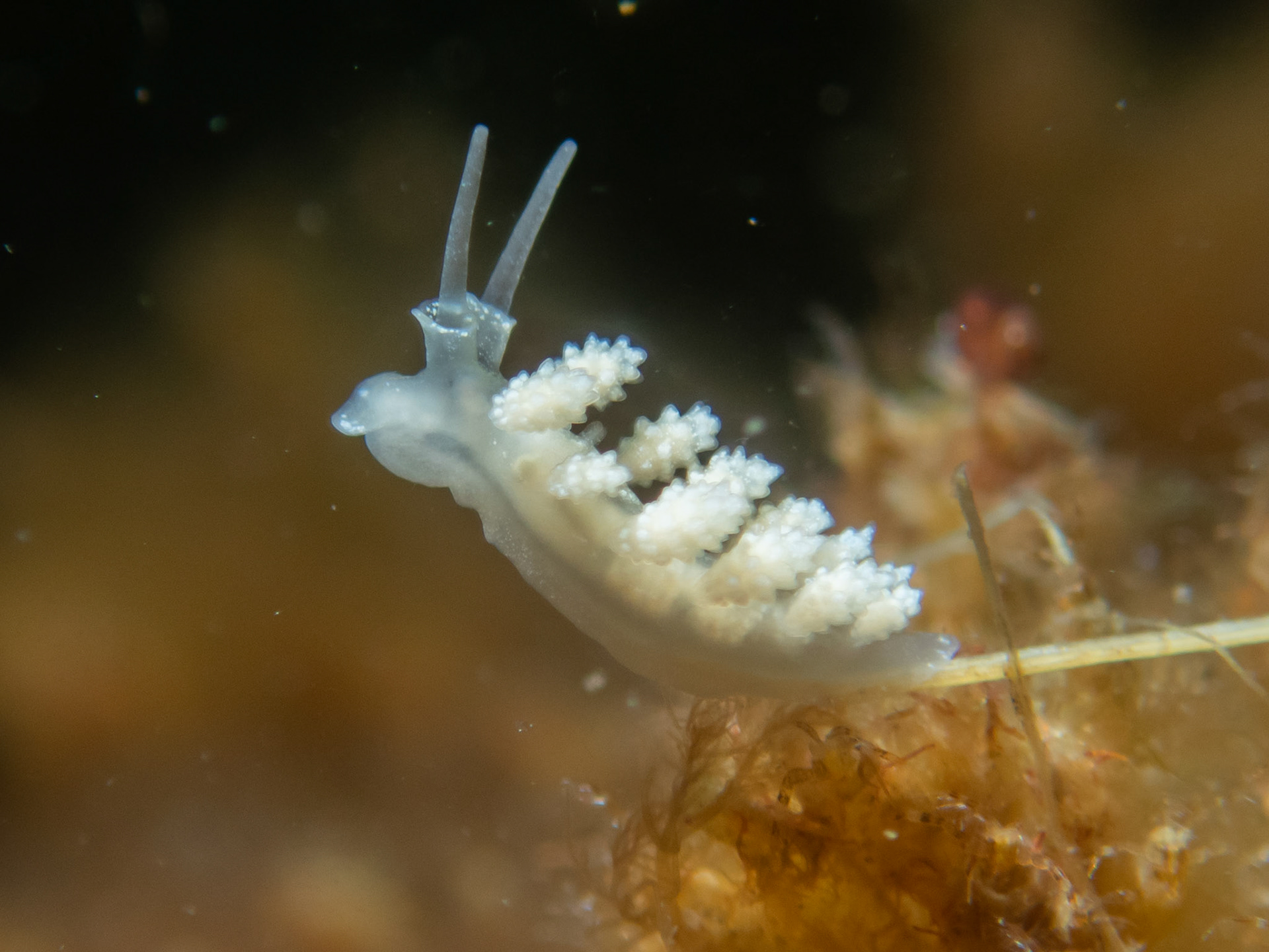 Doto coronata