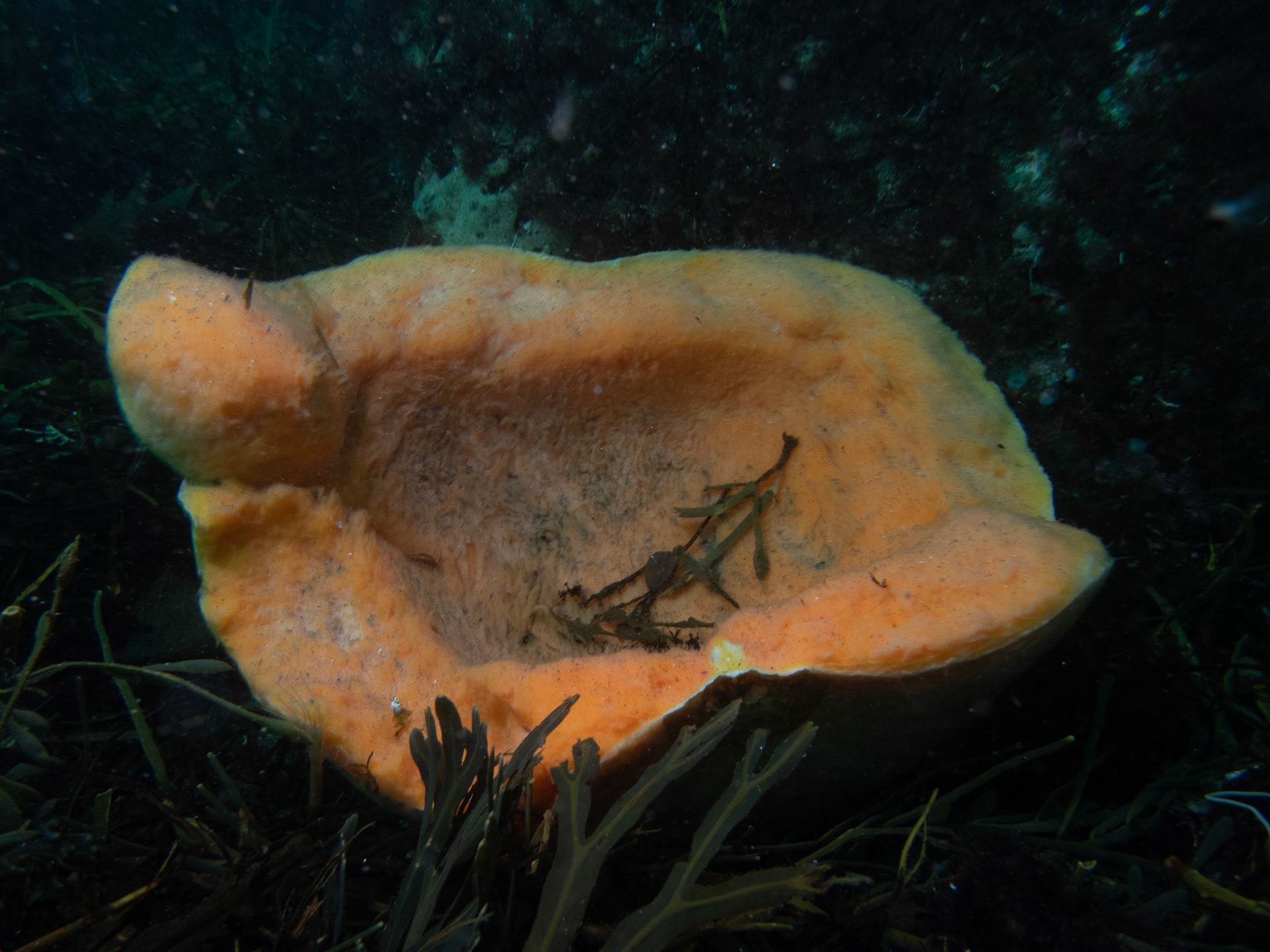 Sea pumpkin