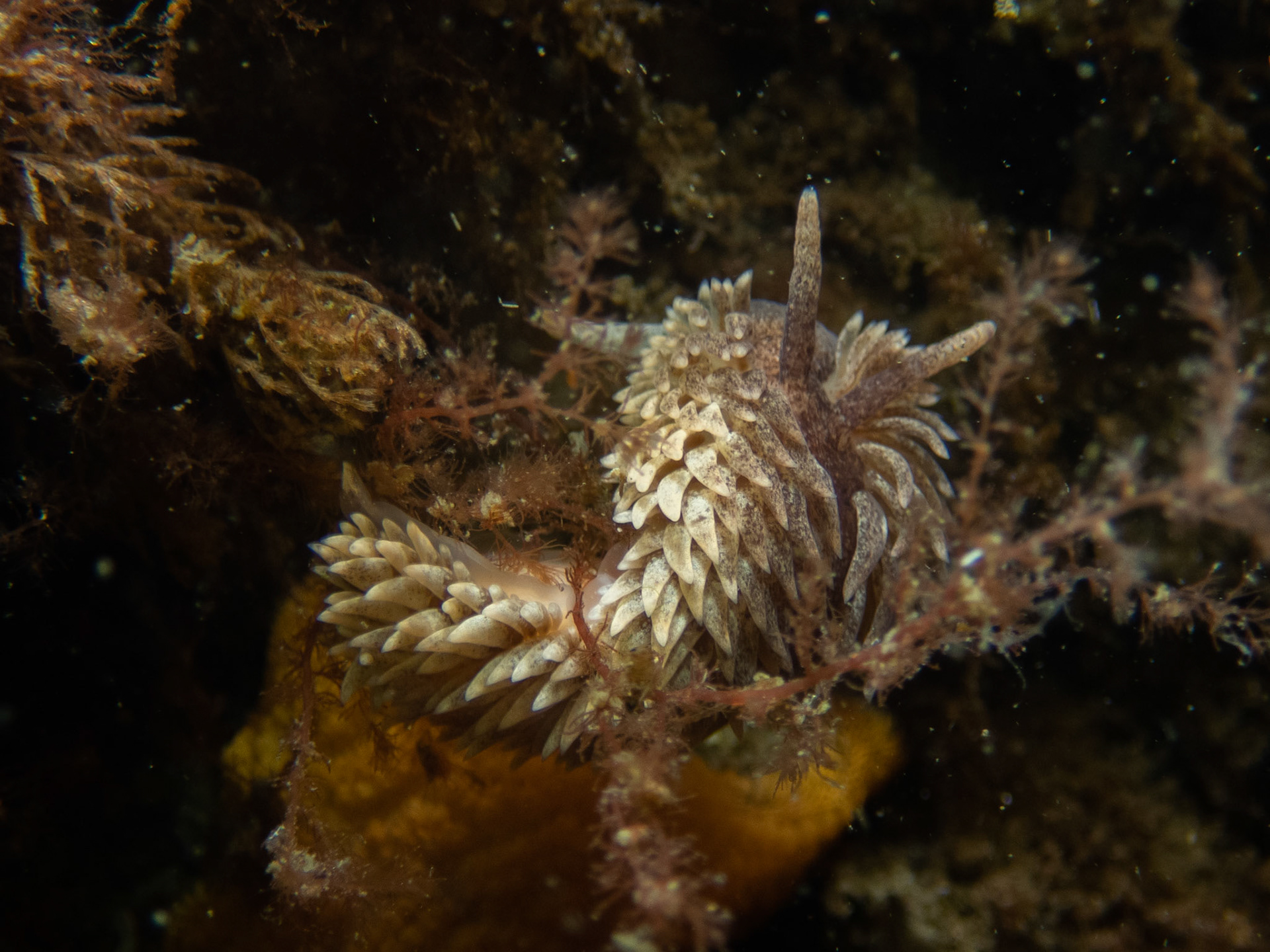 Aeolidia papillosa