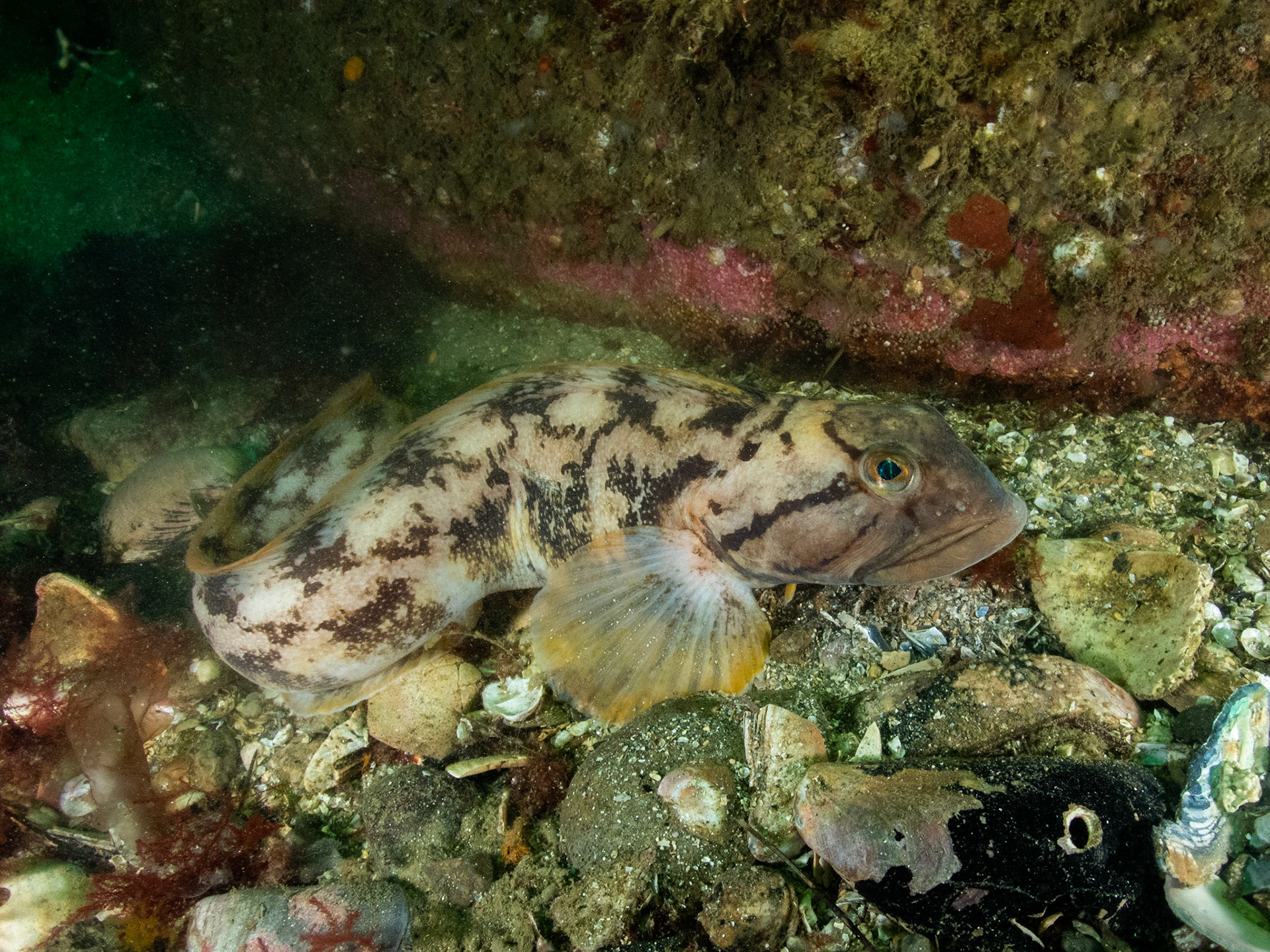 Ocean pout