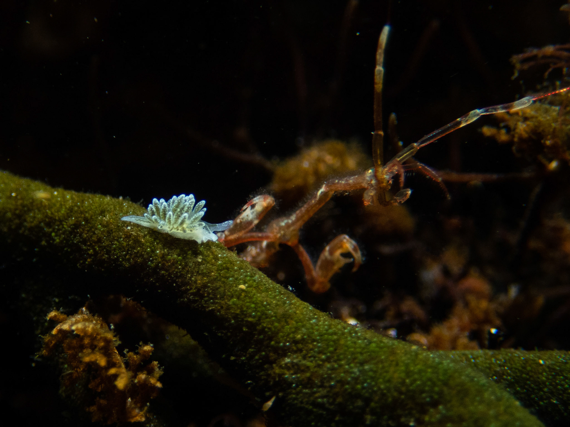 Dendritica placida with looming skeleton shrimp
