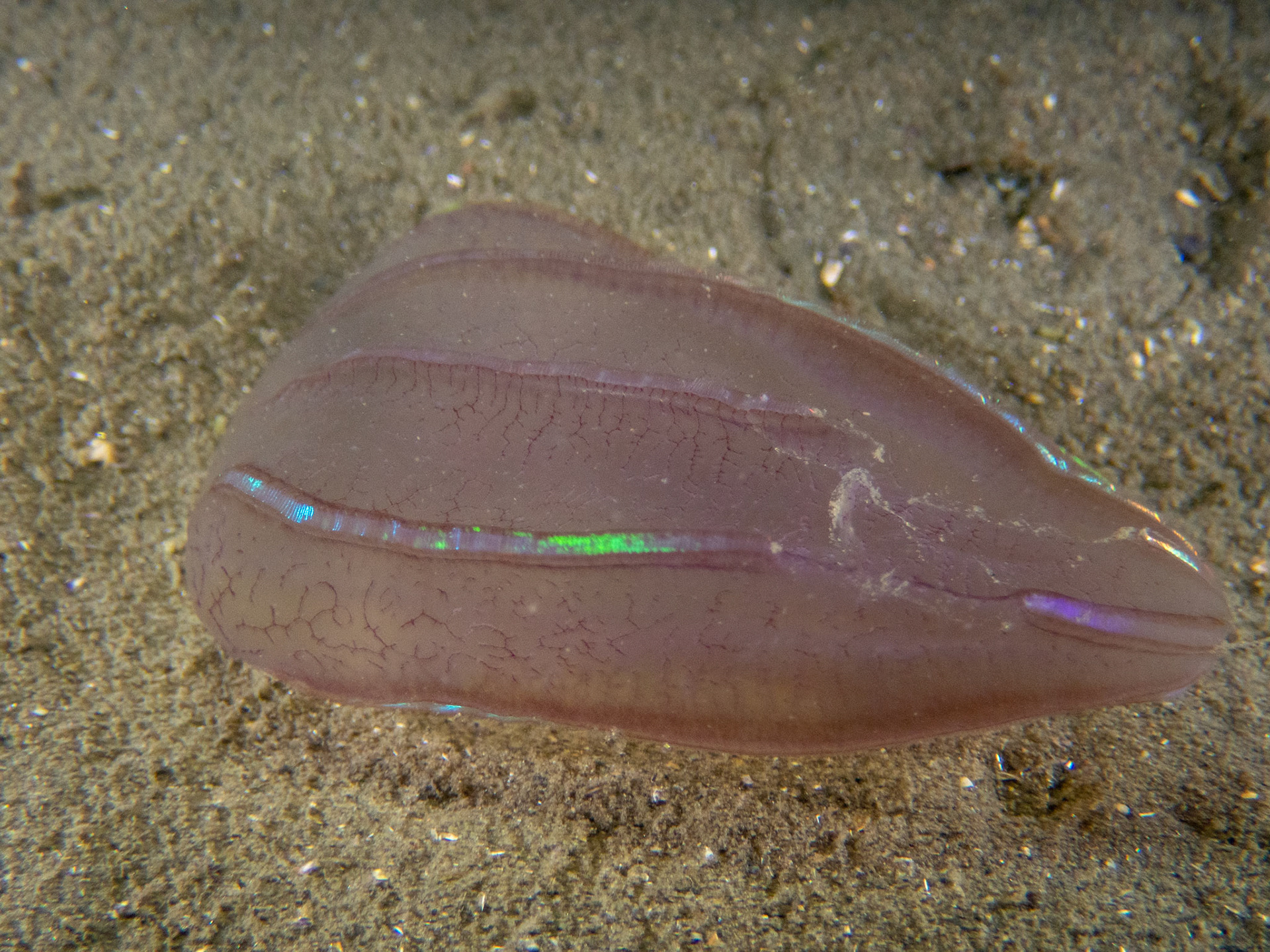 Beroe's Comb Jelly