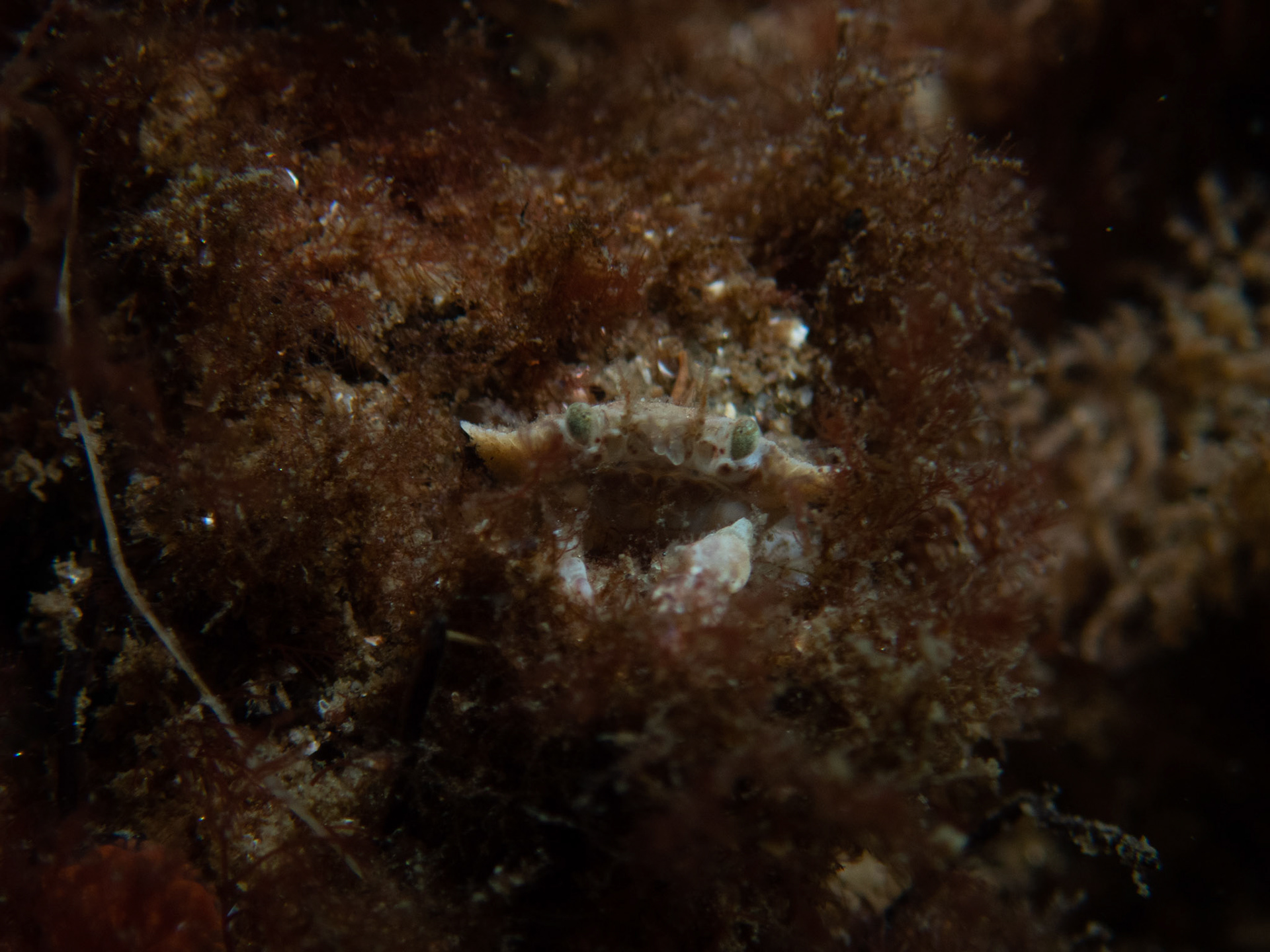 Tiny Crab