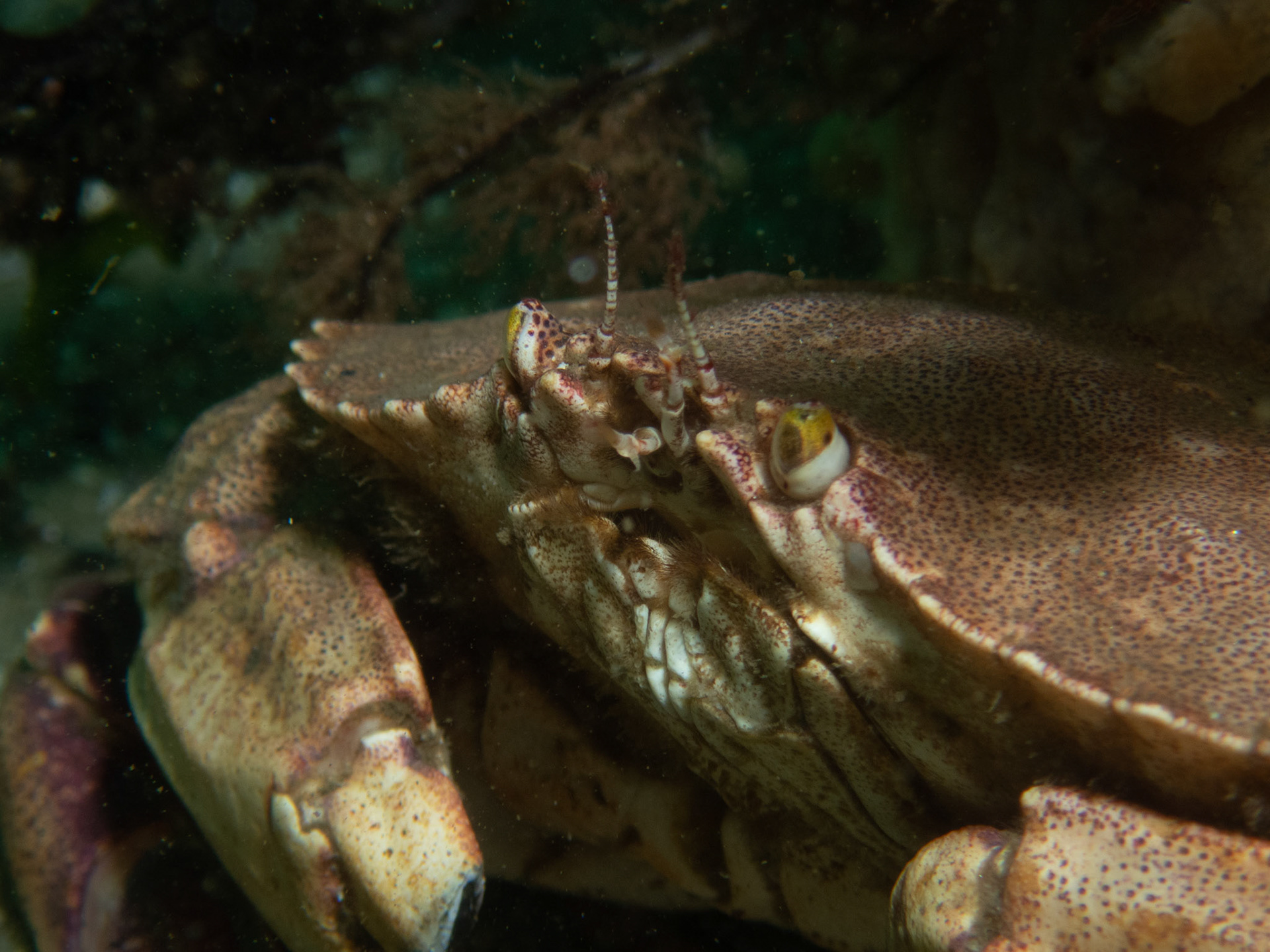 Jonah Crab