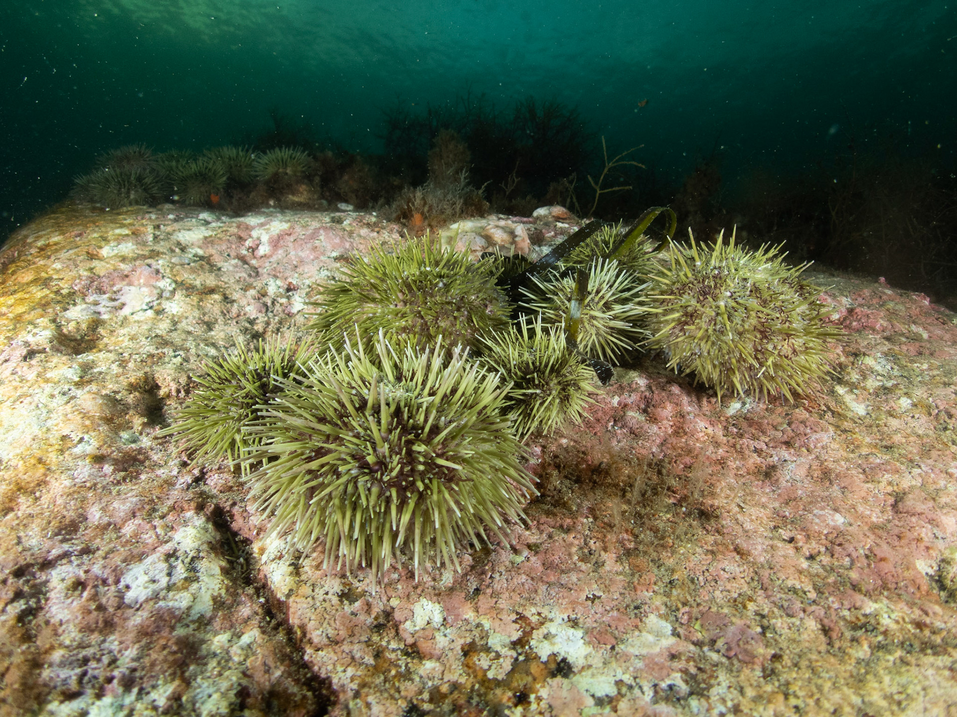Green urchins
