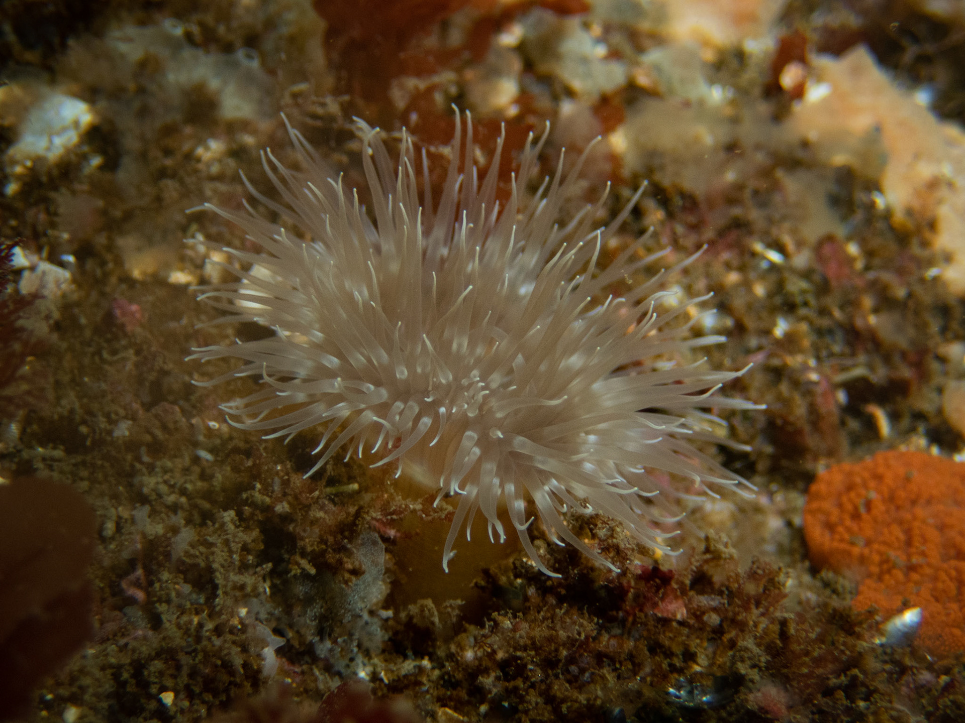 Frilled anemone