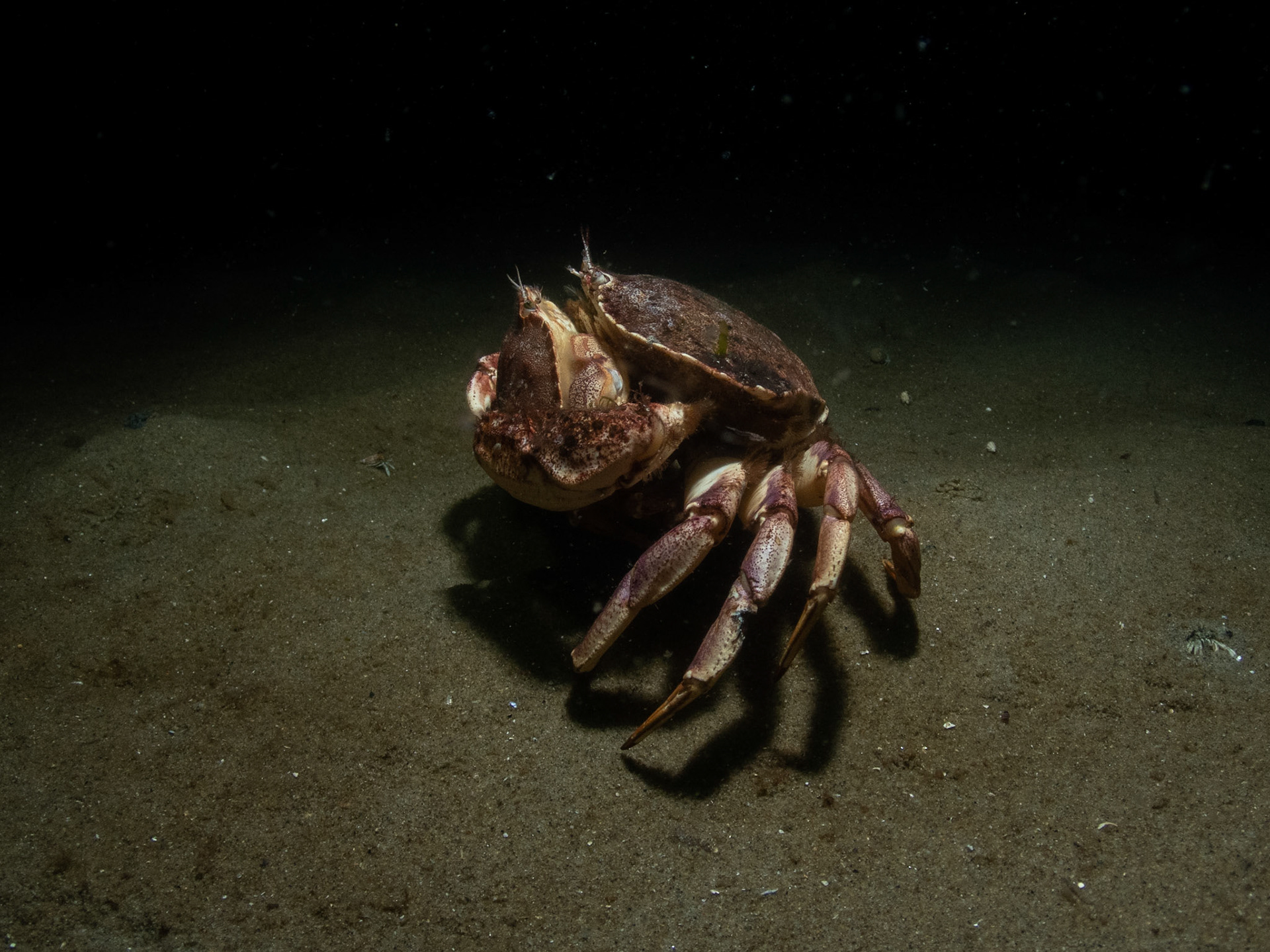 Crabby waltz in the strobelight