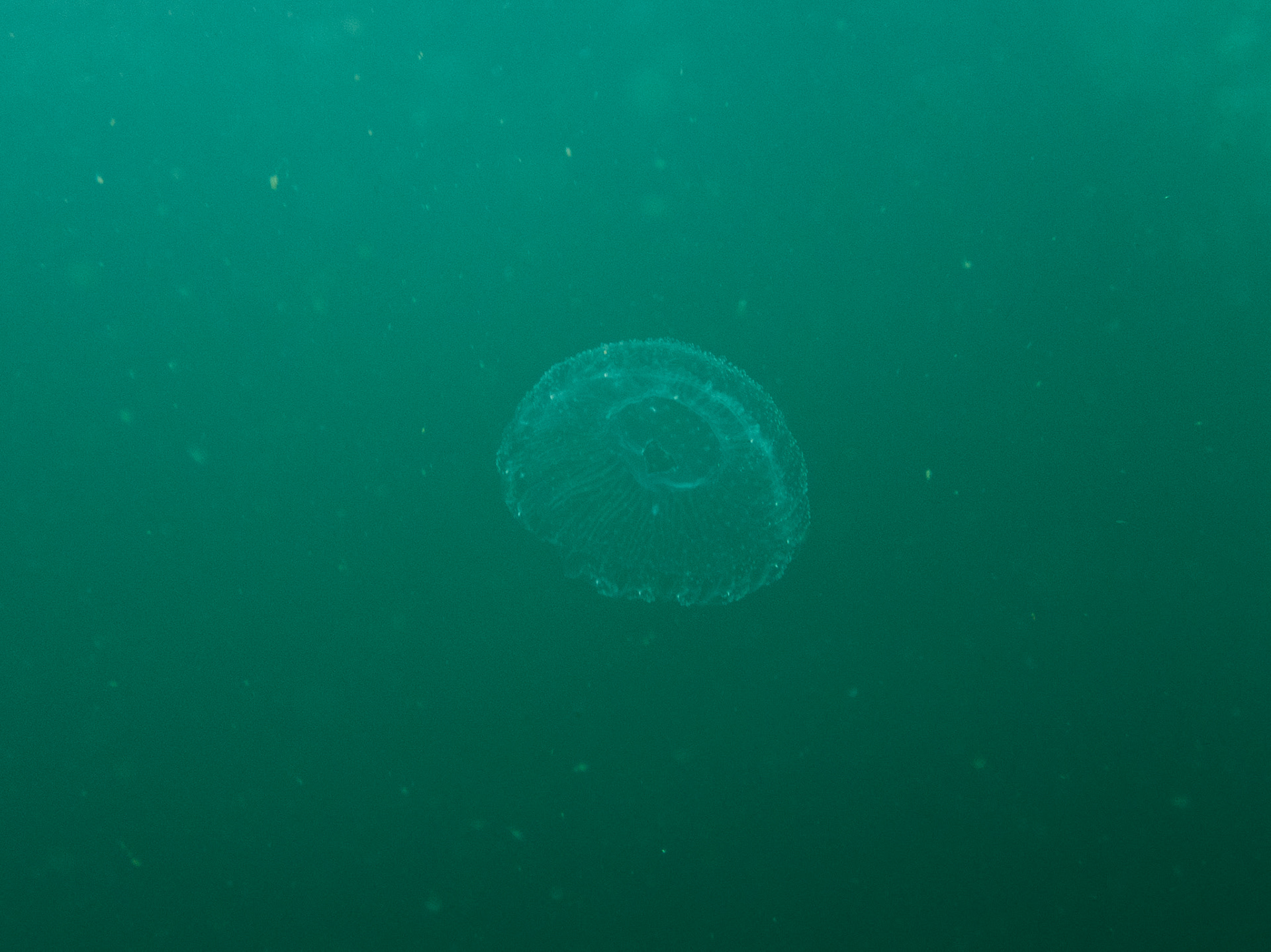 Some sort of hydromedusa