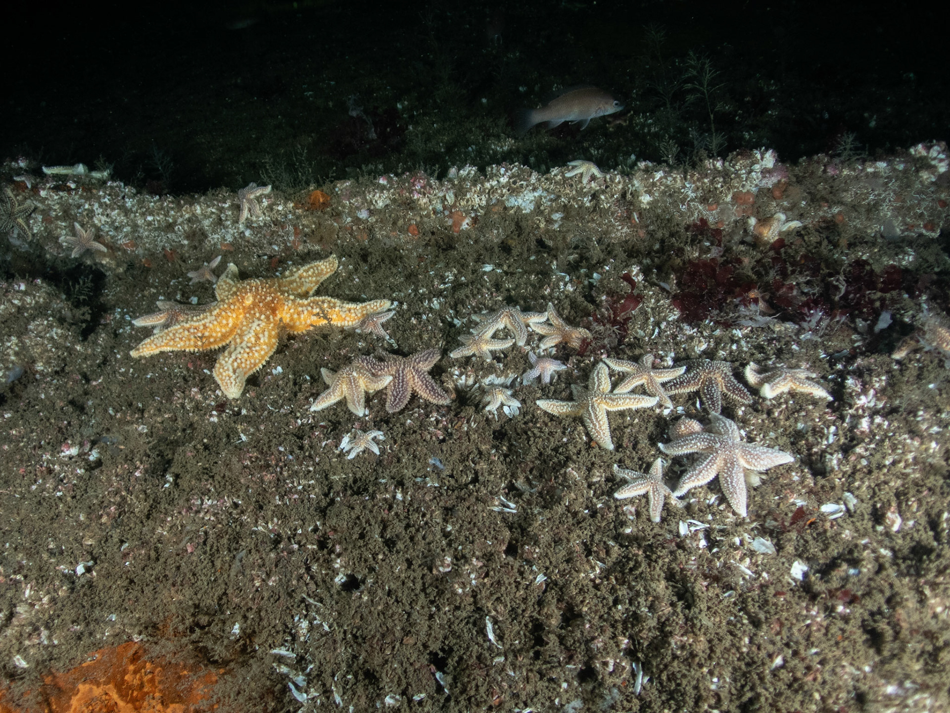 Sea star party on the deck of the Poling