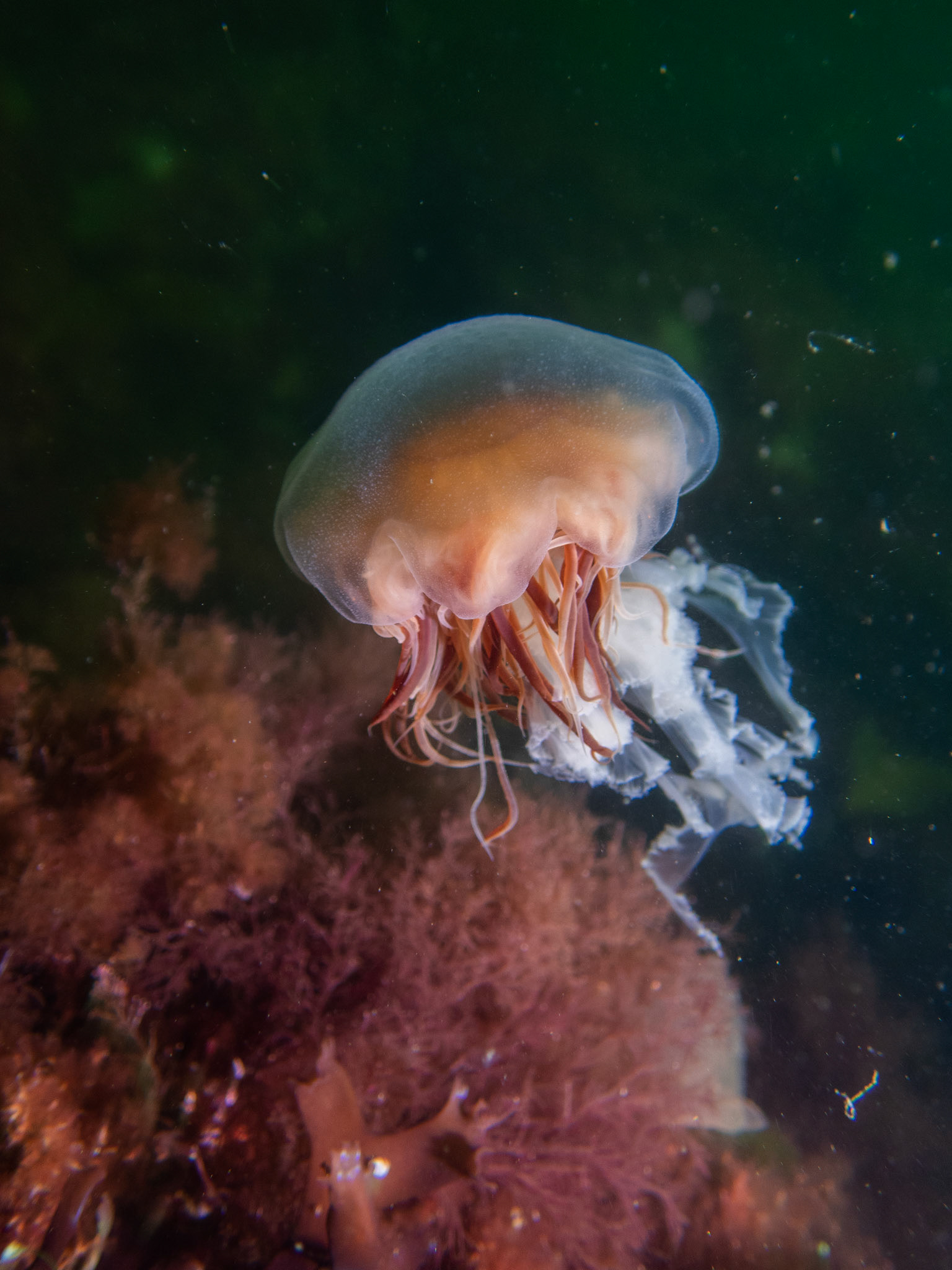 Lion's mane jelly near the bottom