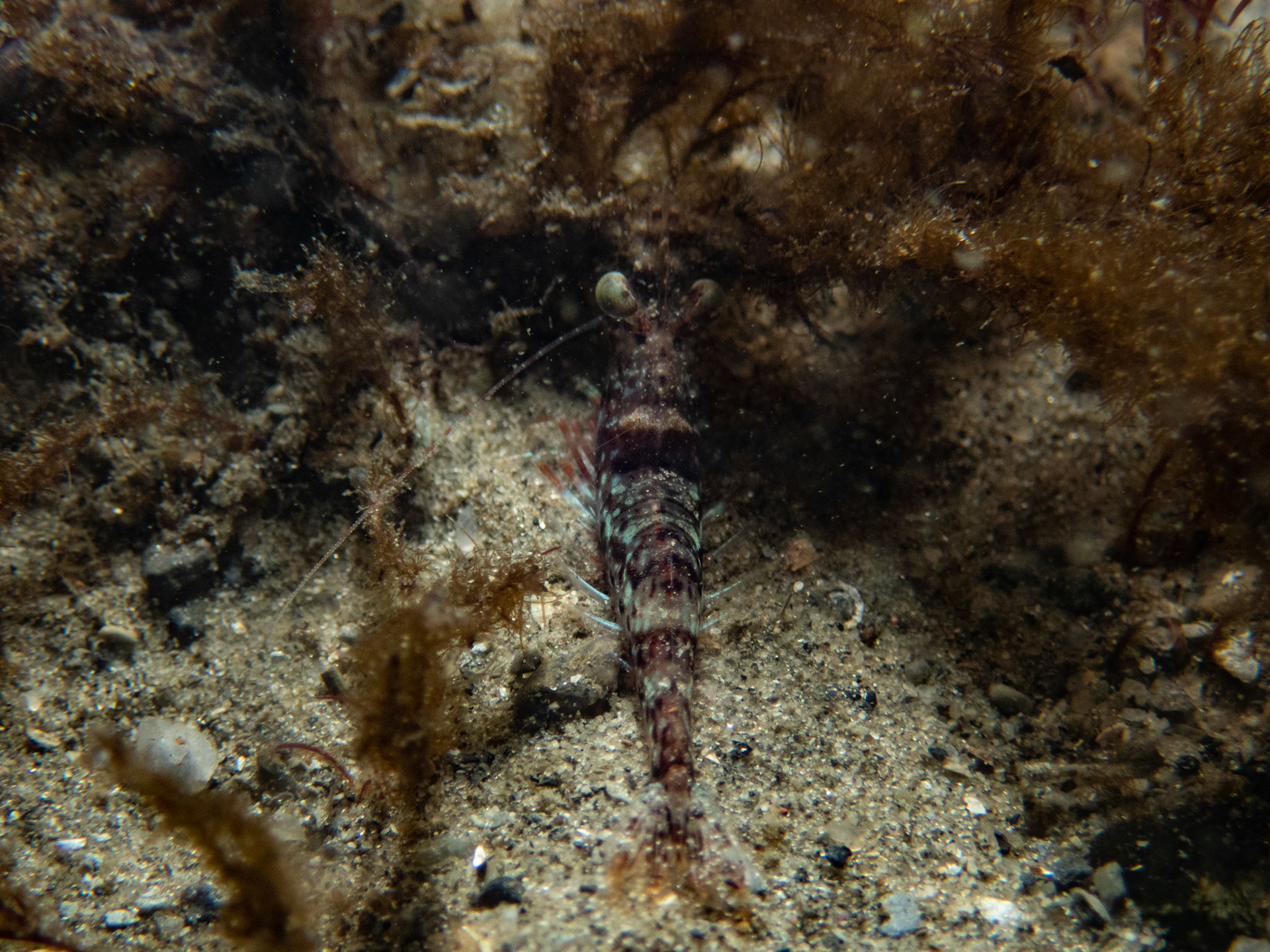 Colorful shrimp