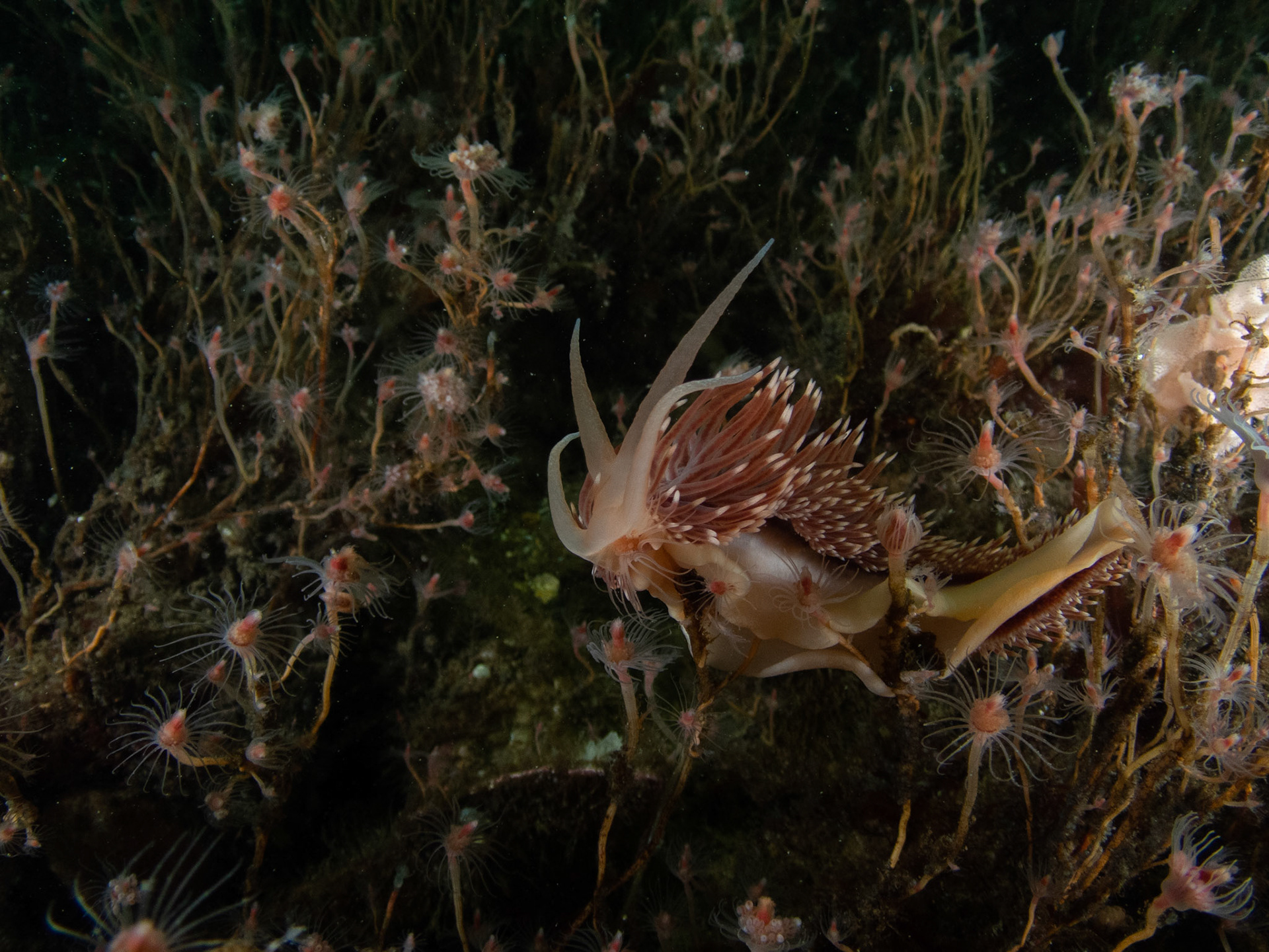Flabellina verrilli chowing down